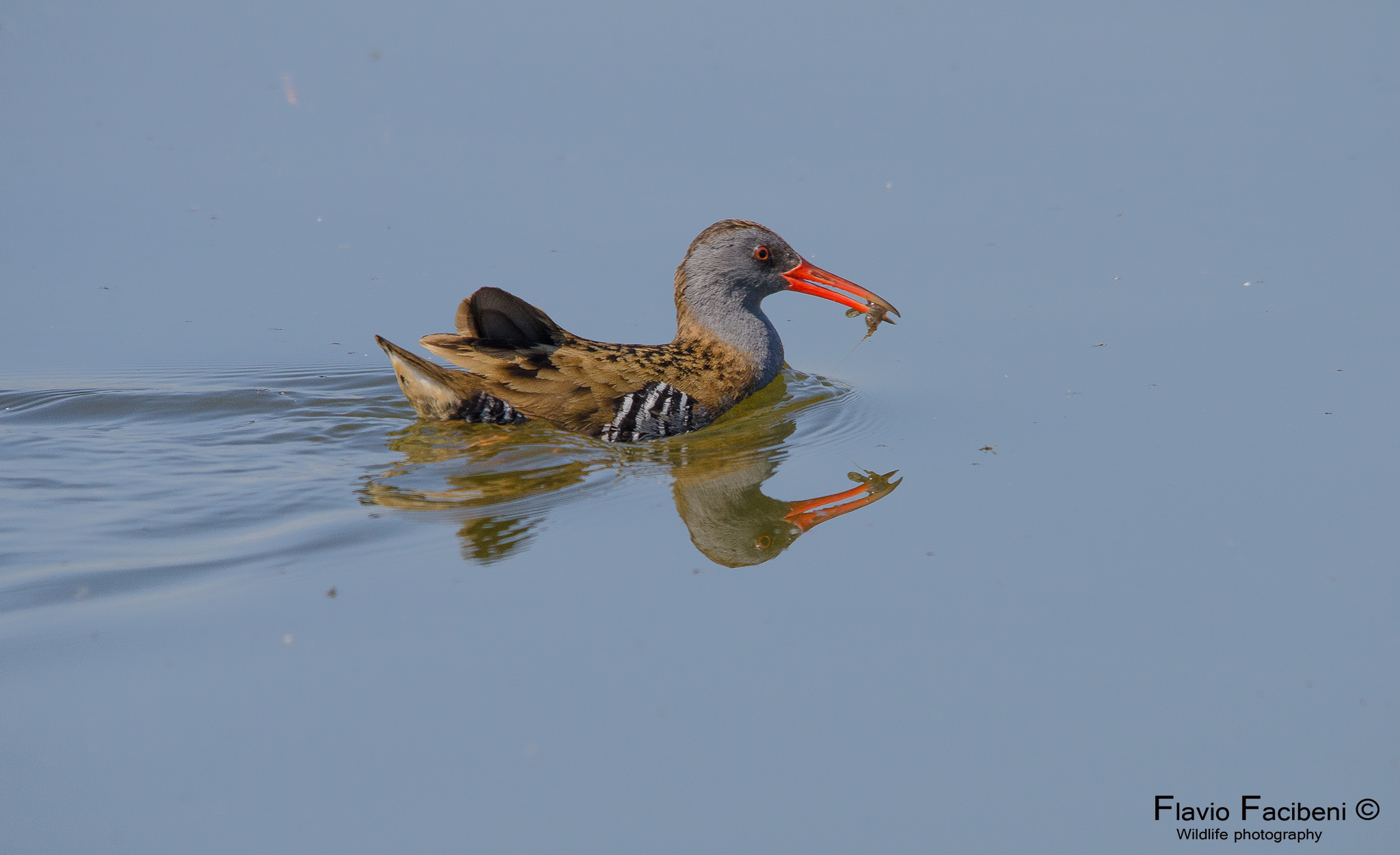 Porciglione con gambero