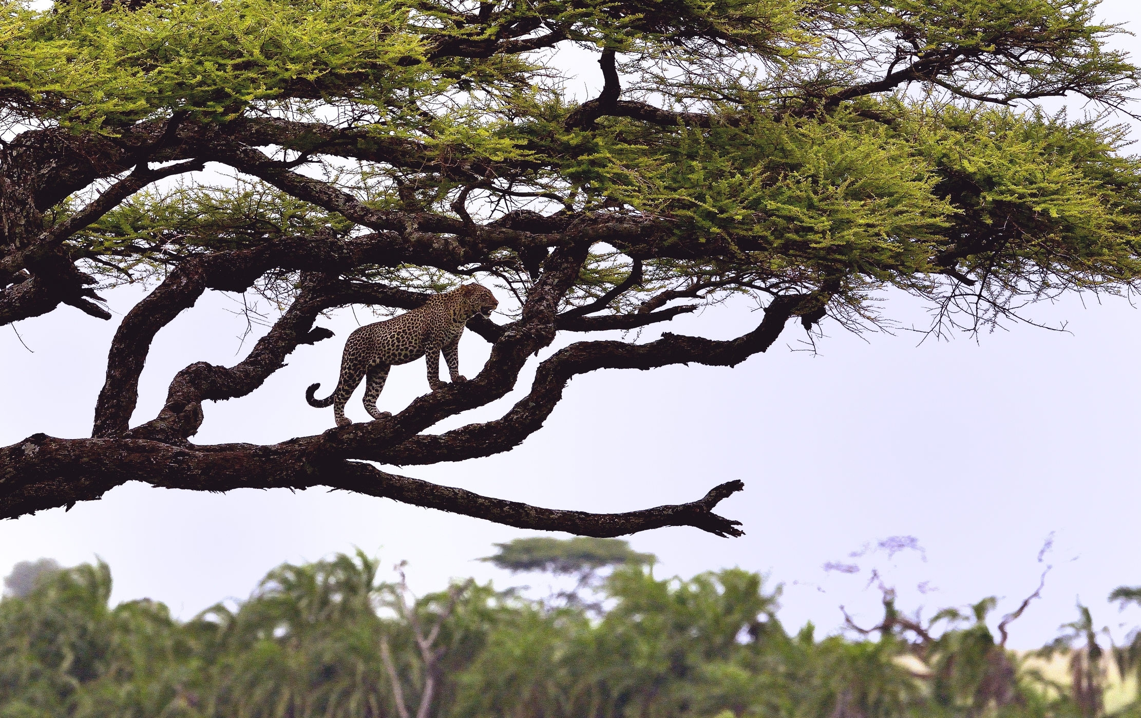 Serengeti - leopardo