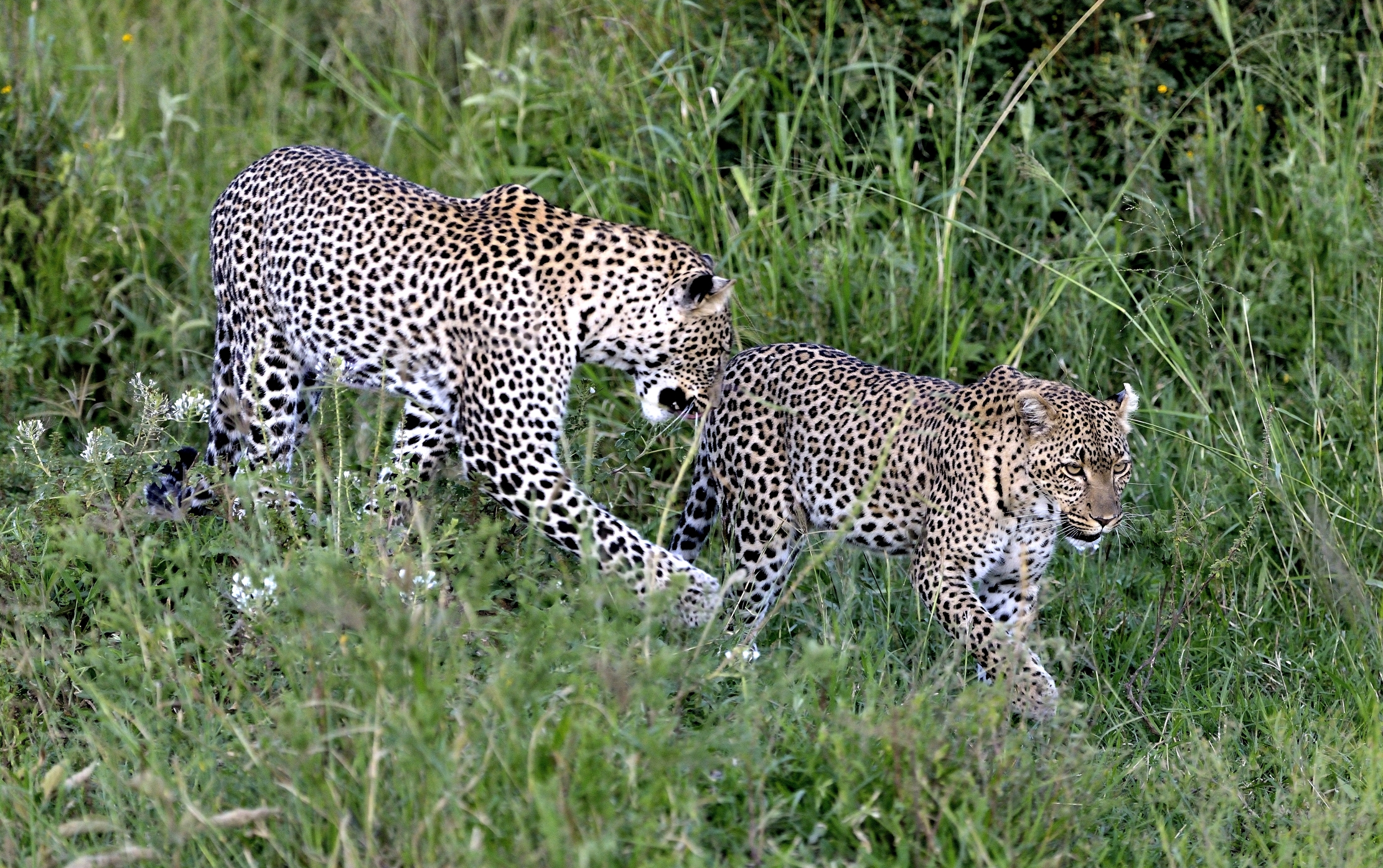 Serengeti - leopardi