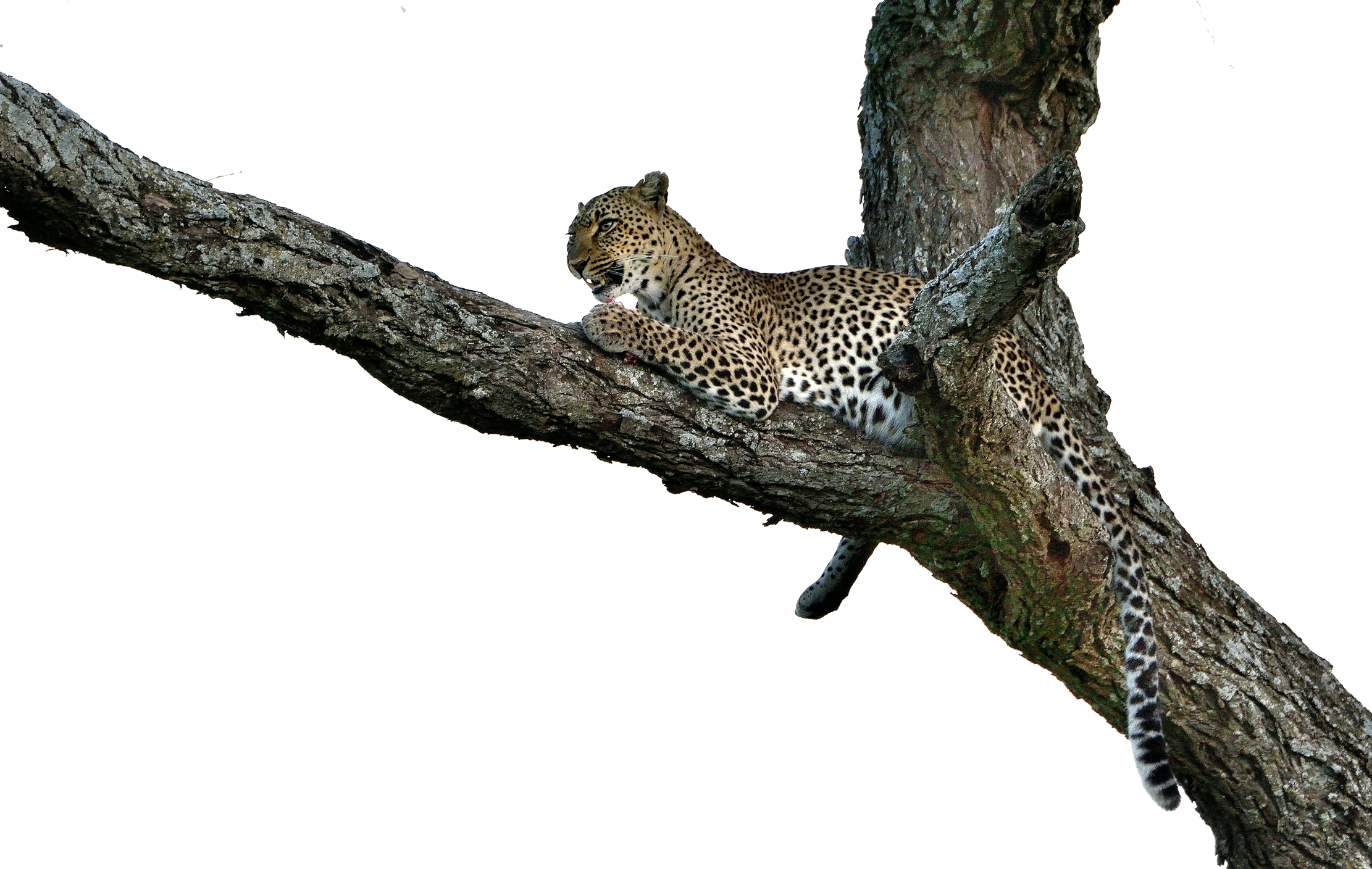 Serengeti - leopardo con preda