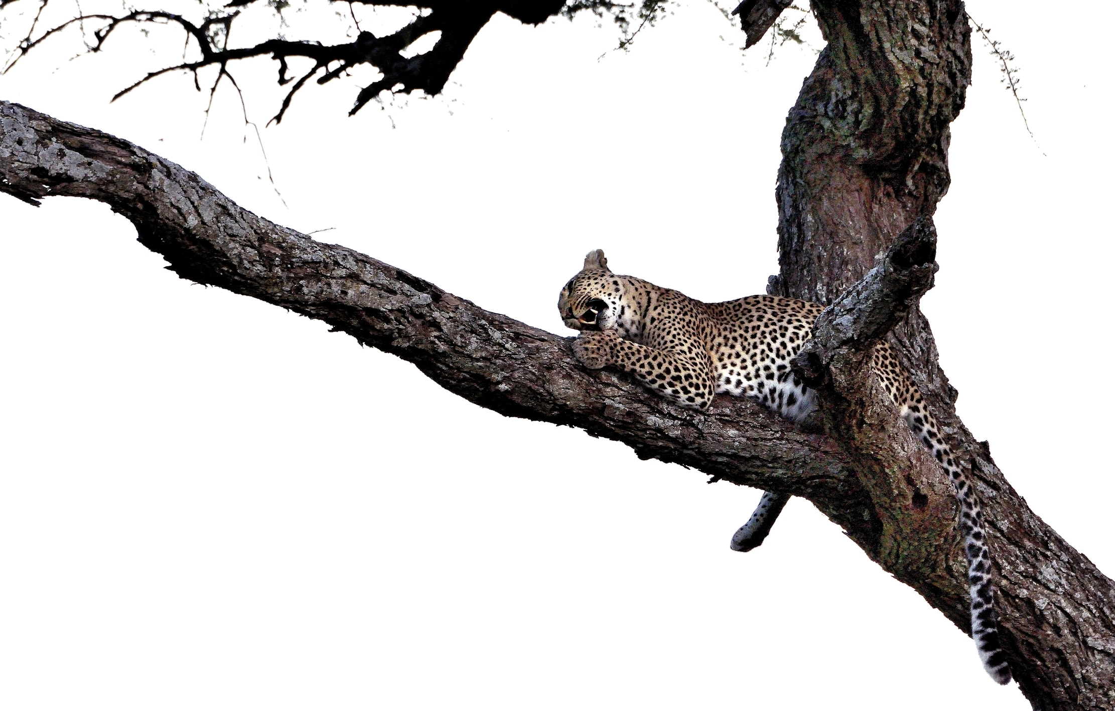 Serengeti - leopardo con preda