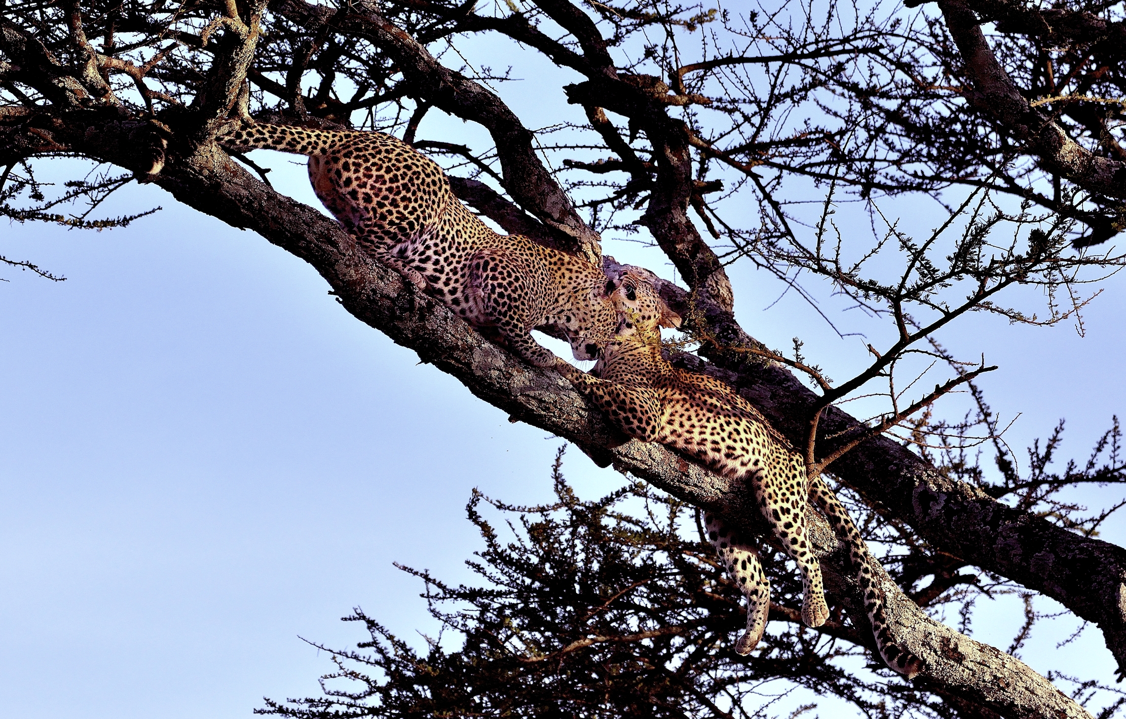 Serengeti - leopardi