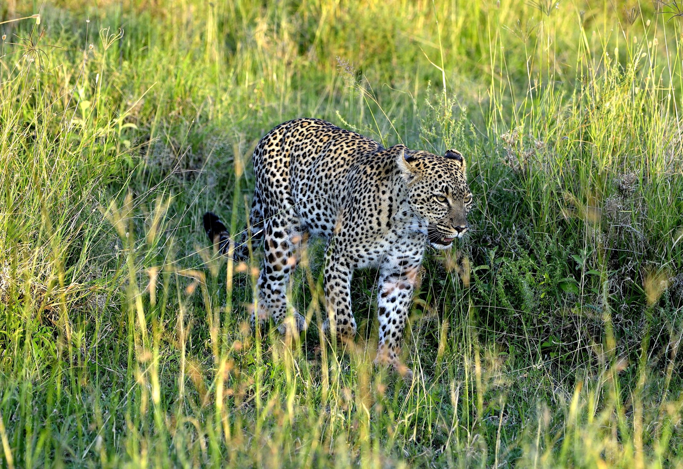 Serengeti - leopardo