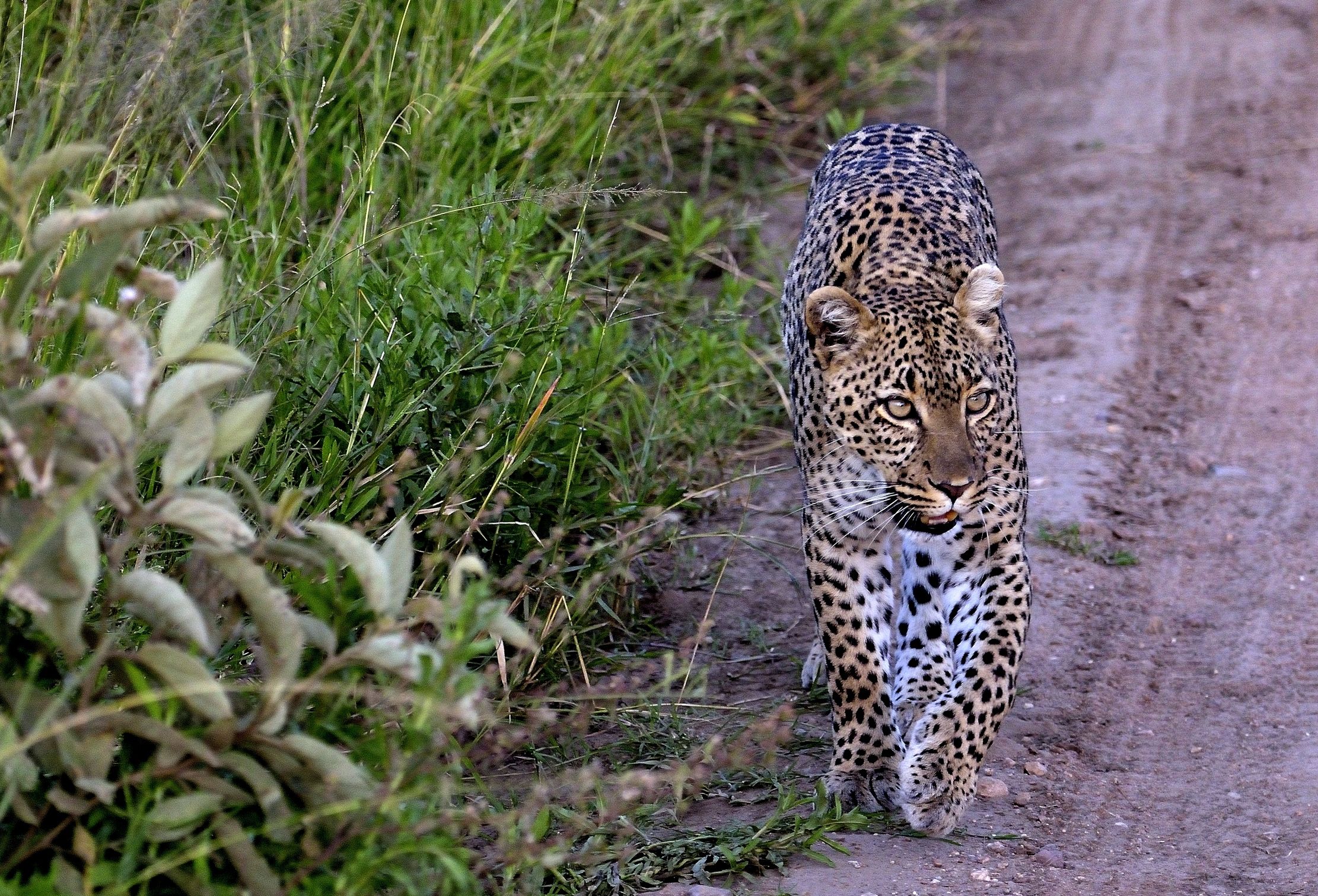 Serengeti - leopardi
