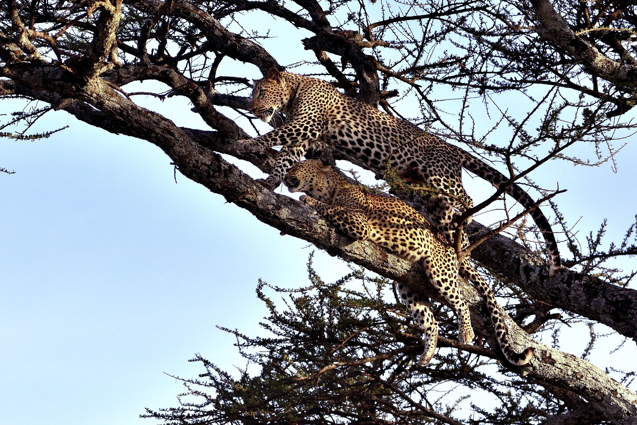 Serengeti - leopardi