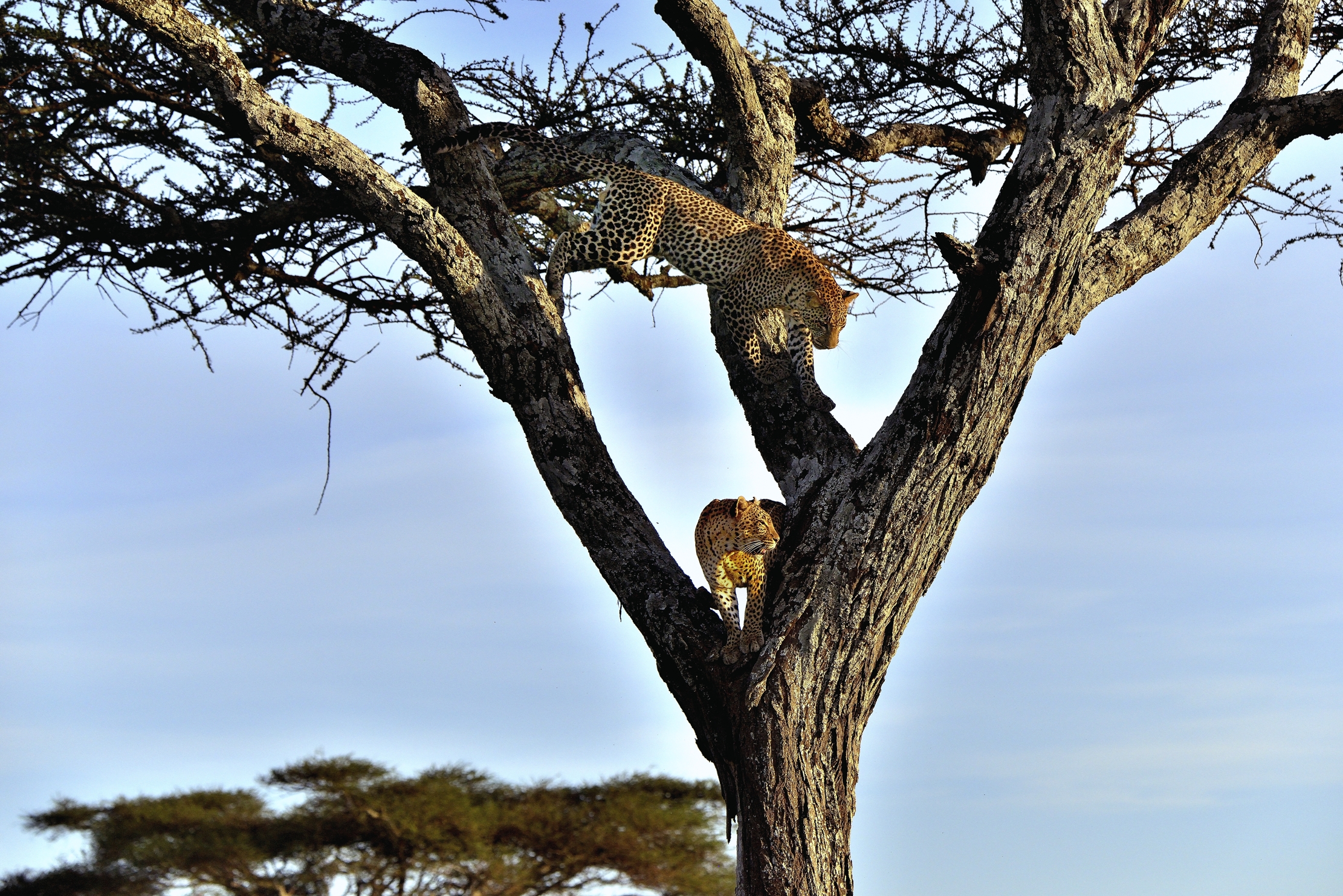 Serengeti - leopardi