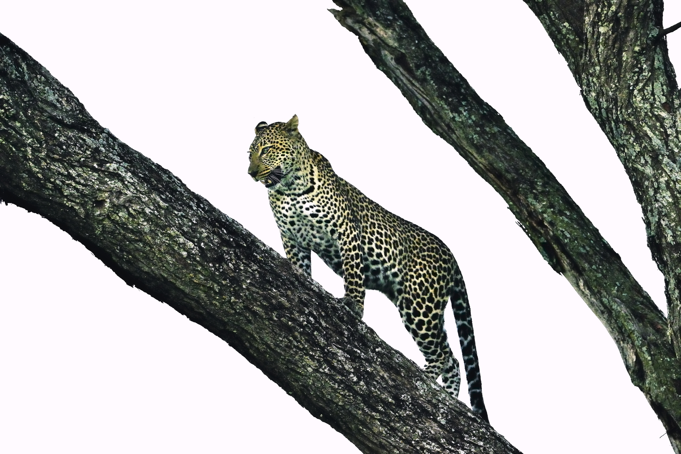 Serengeti - leopardo