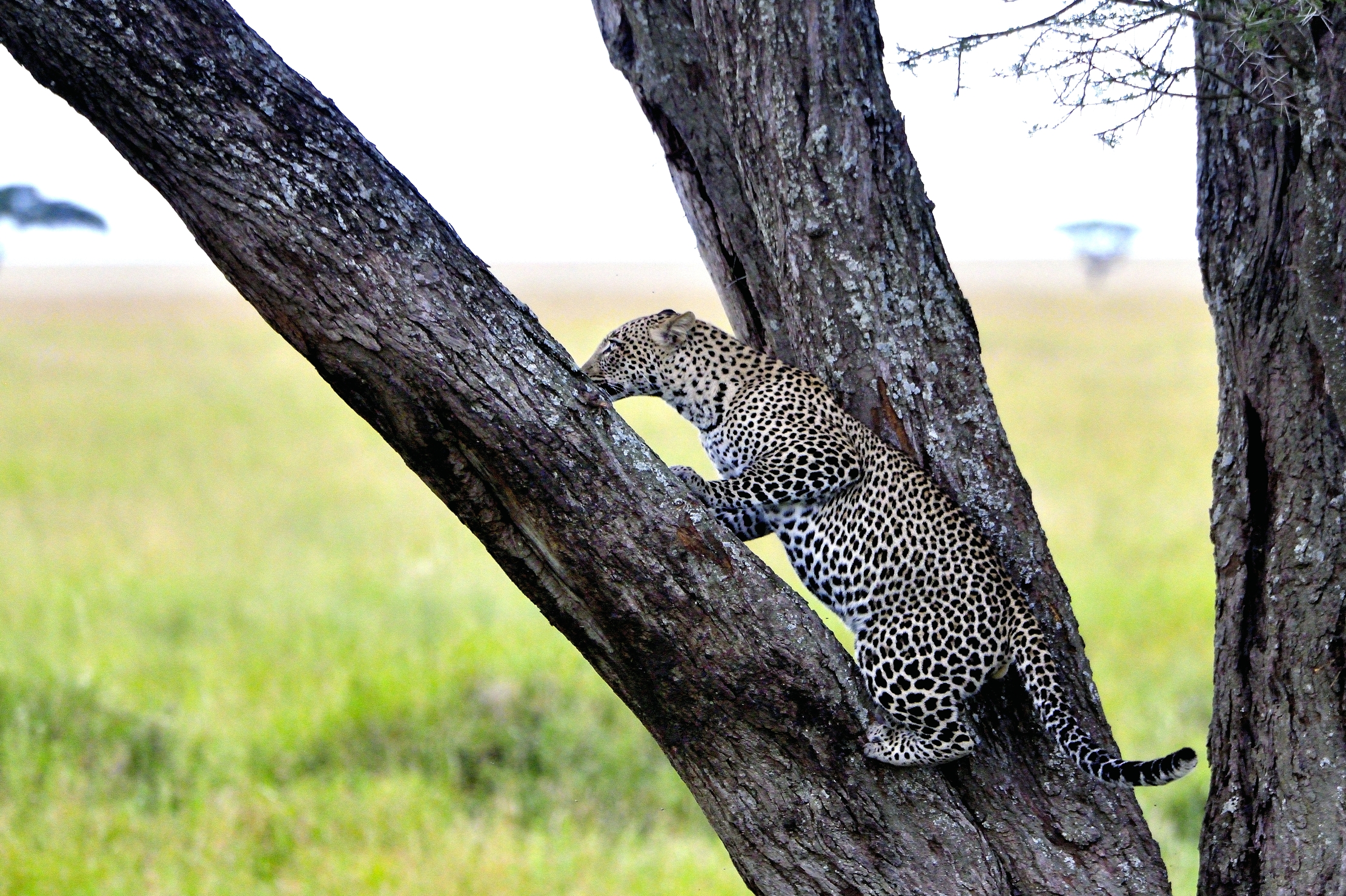 Serengeti - leopardo