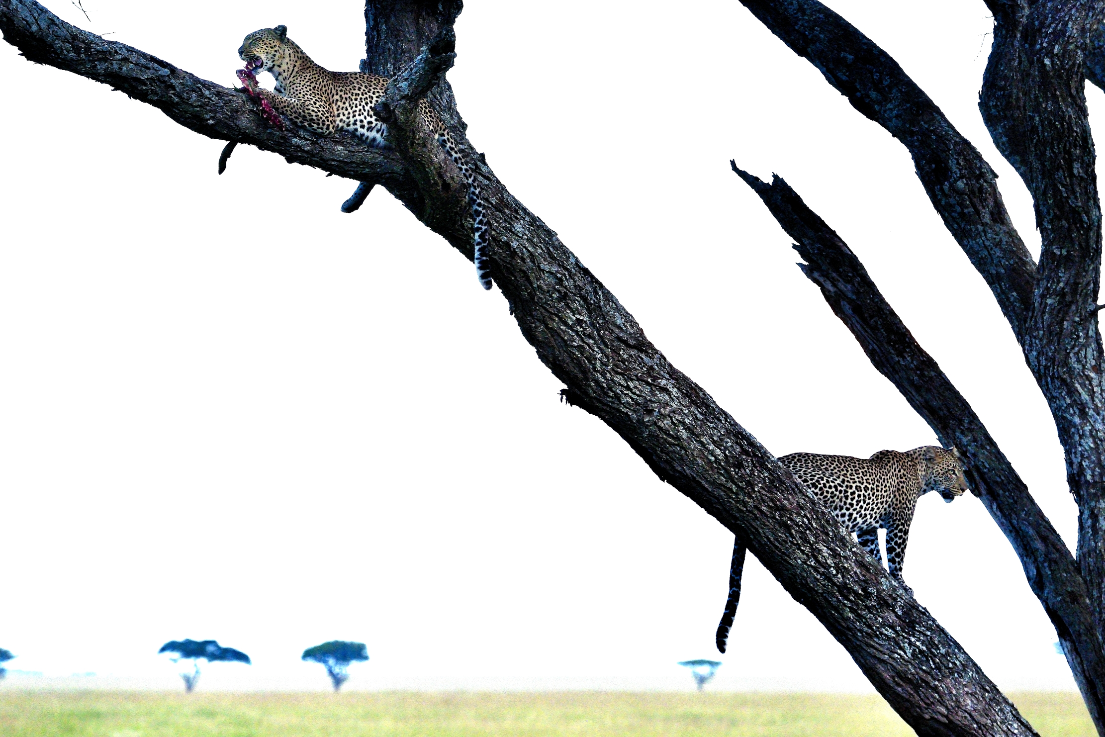 Serengeti - leopardi con preda