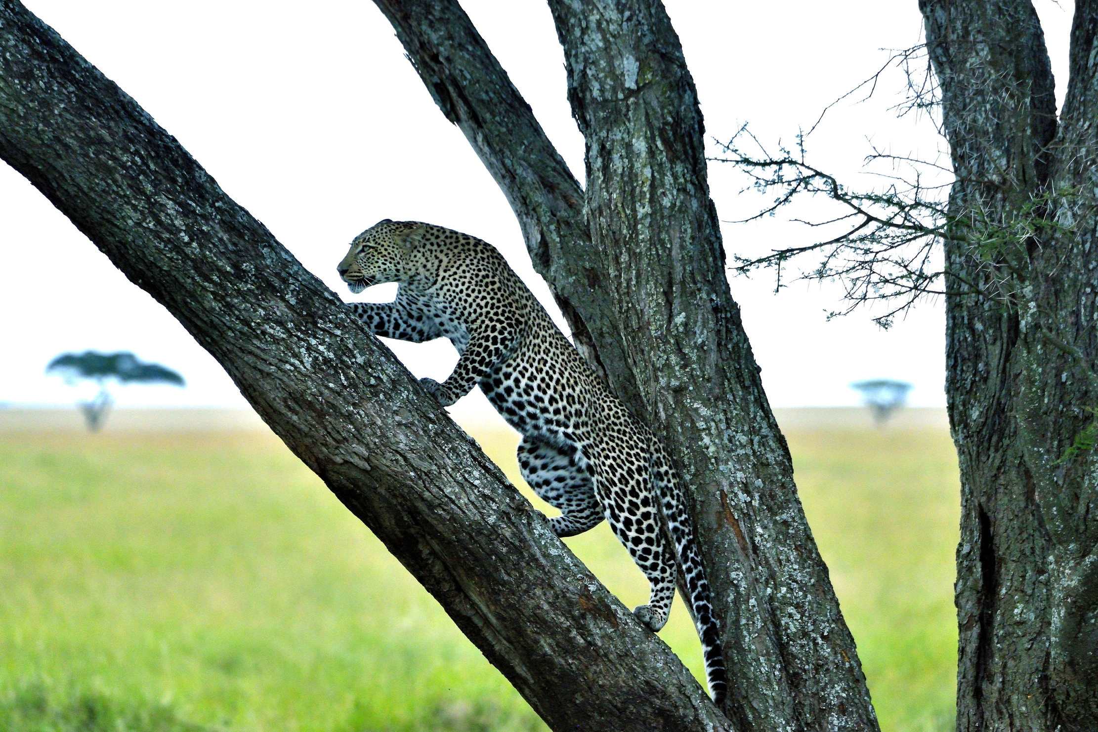 Serengeti - leopardo
