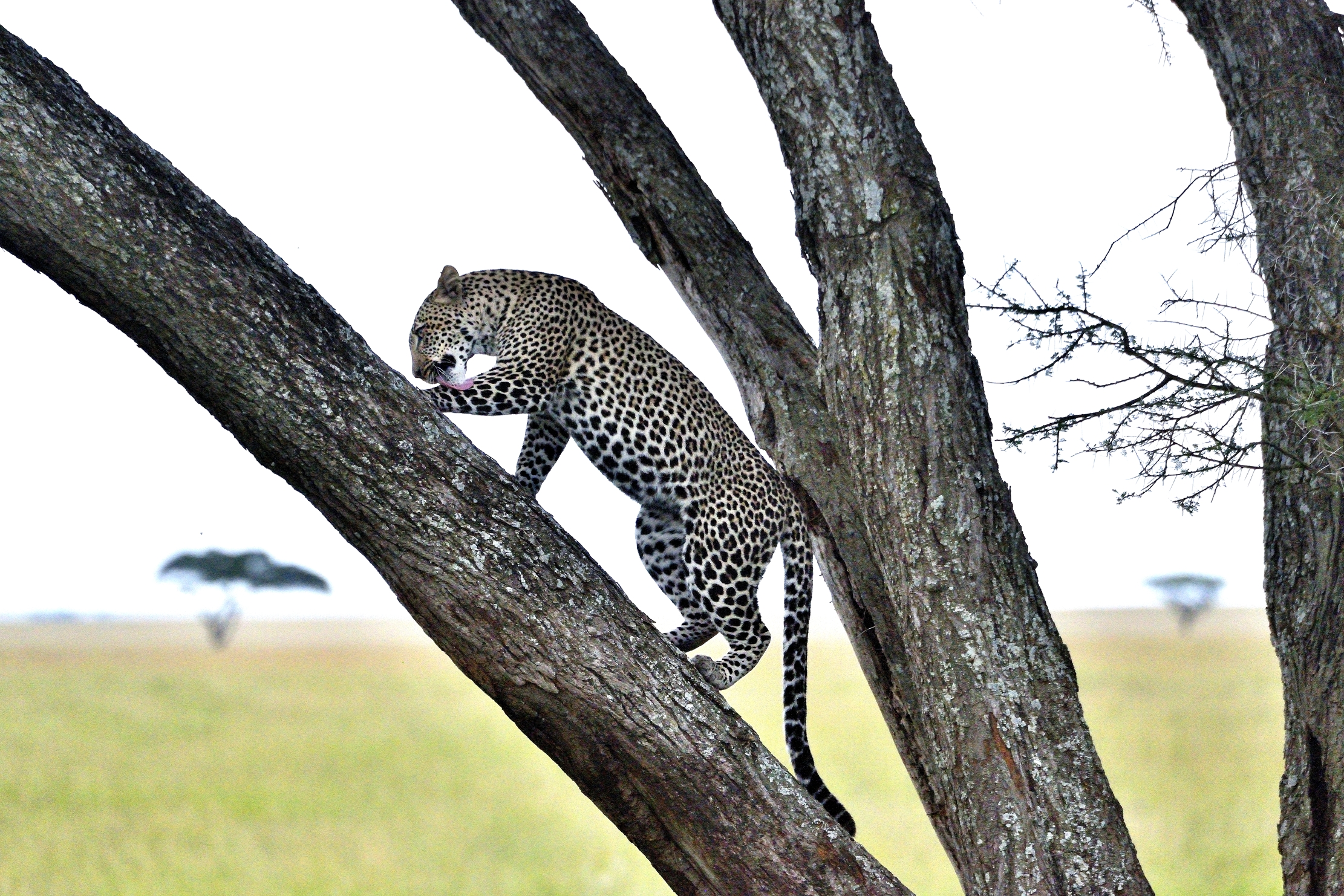 Serengeti - leopardo