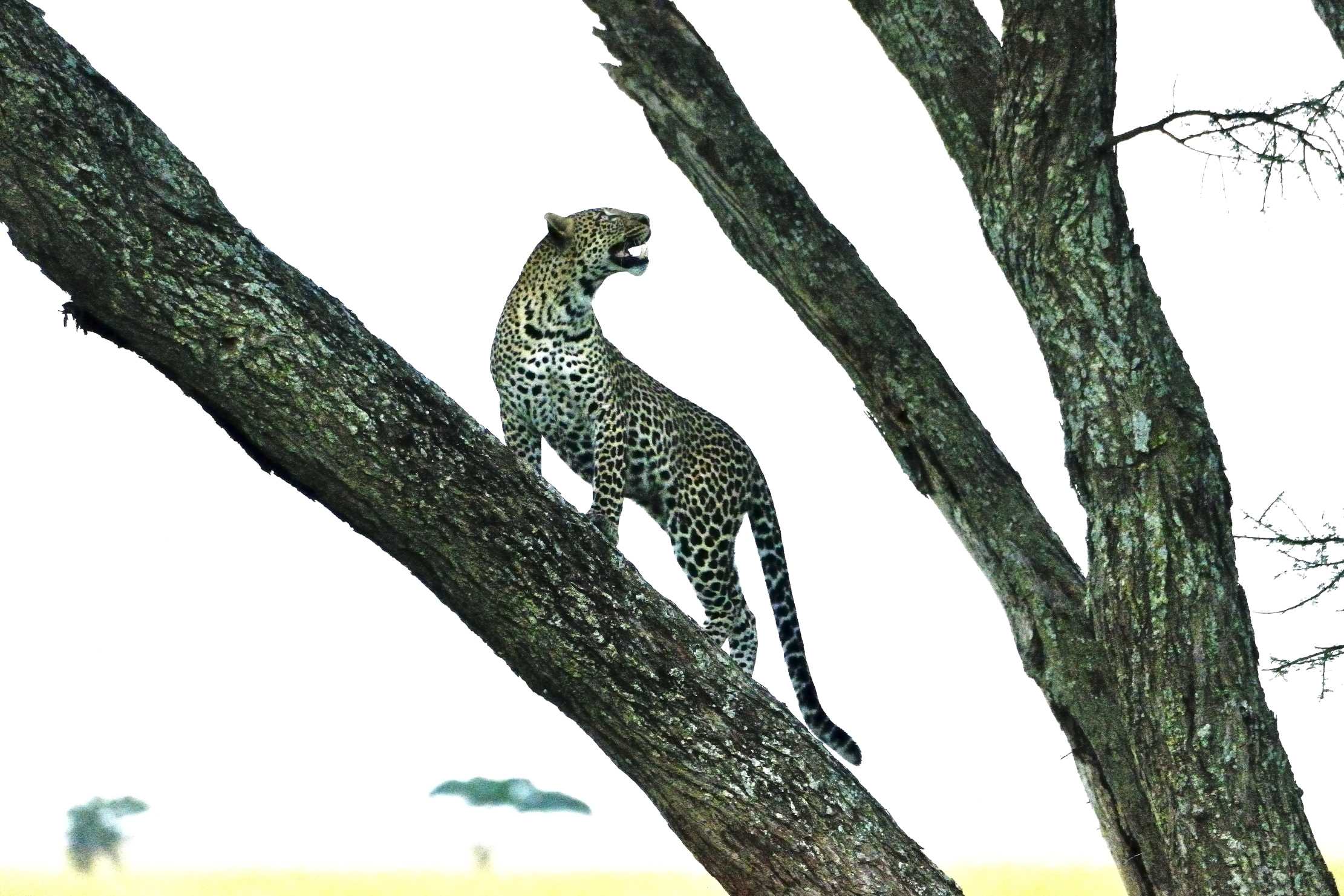 Serengeti - leopardo