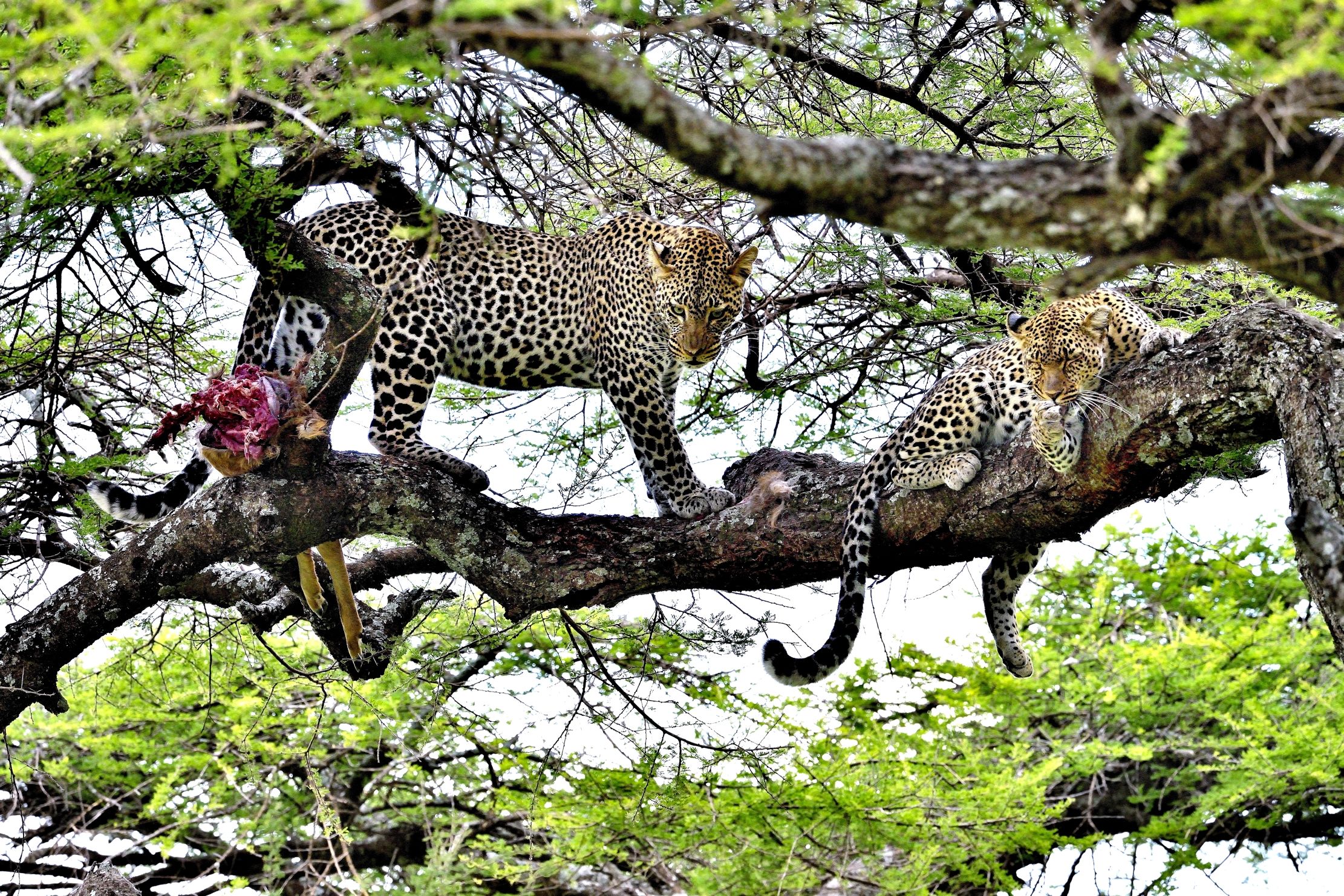 Serengeti - leopardi con preda