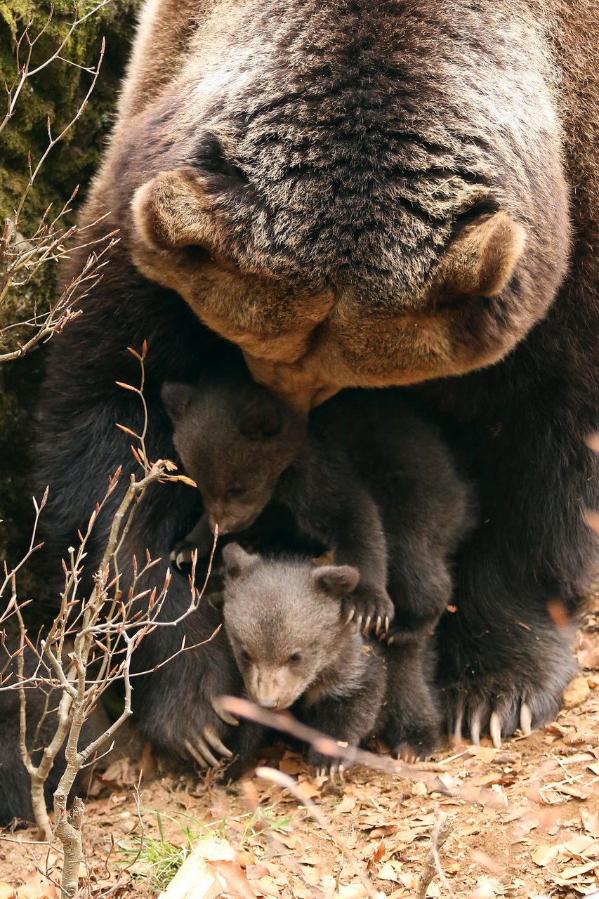pinzatura baby orsi è così divertente