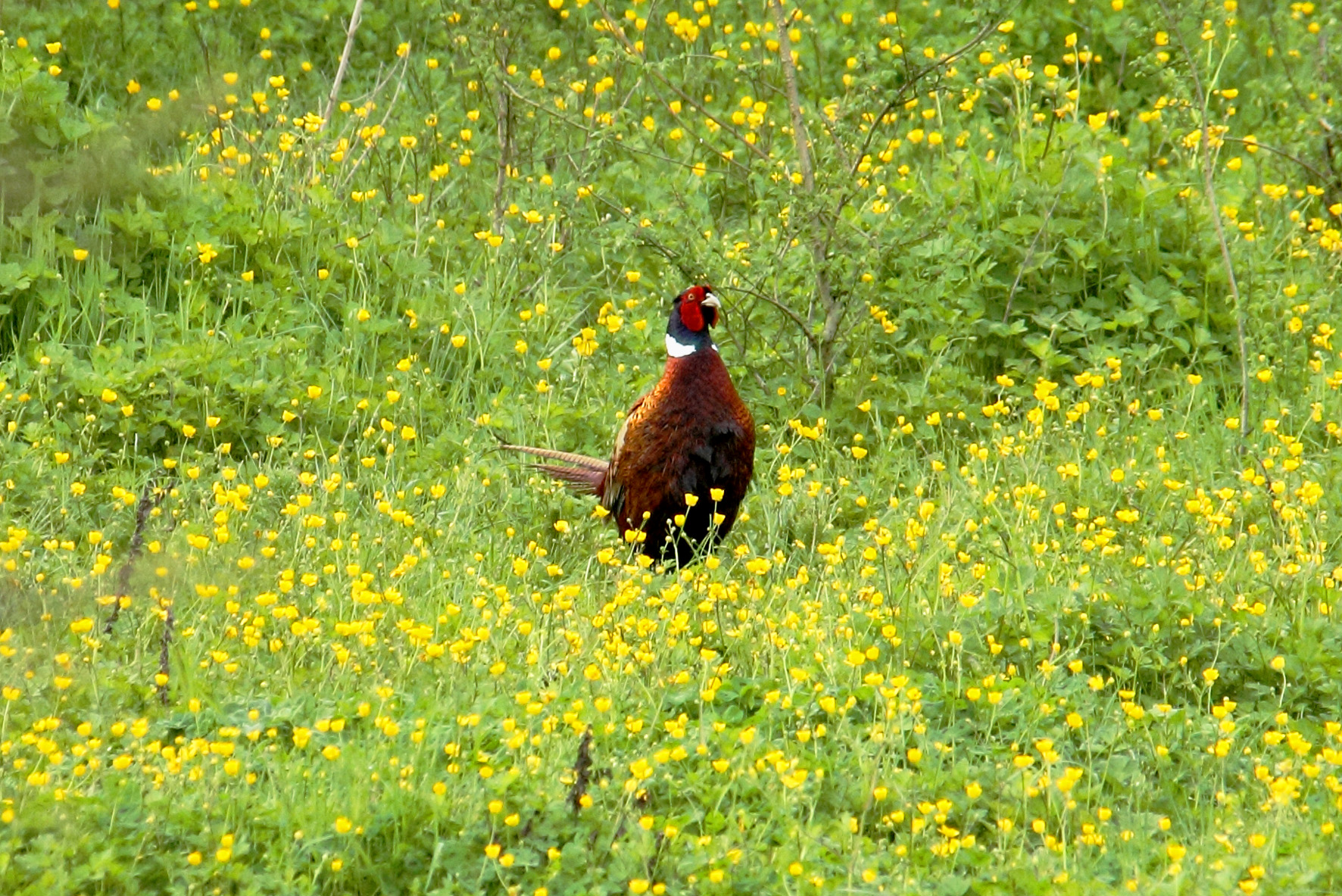 fagiano in gialloverde
