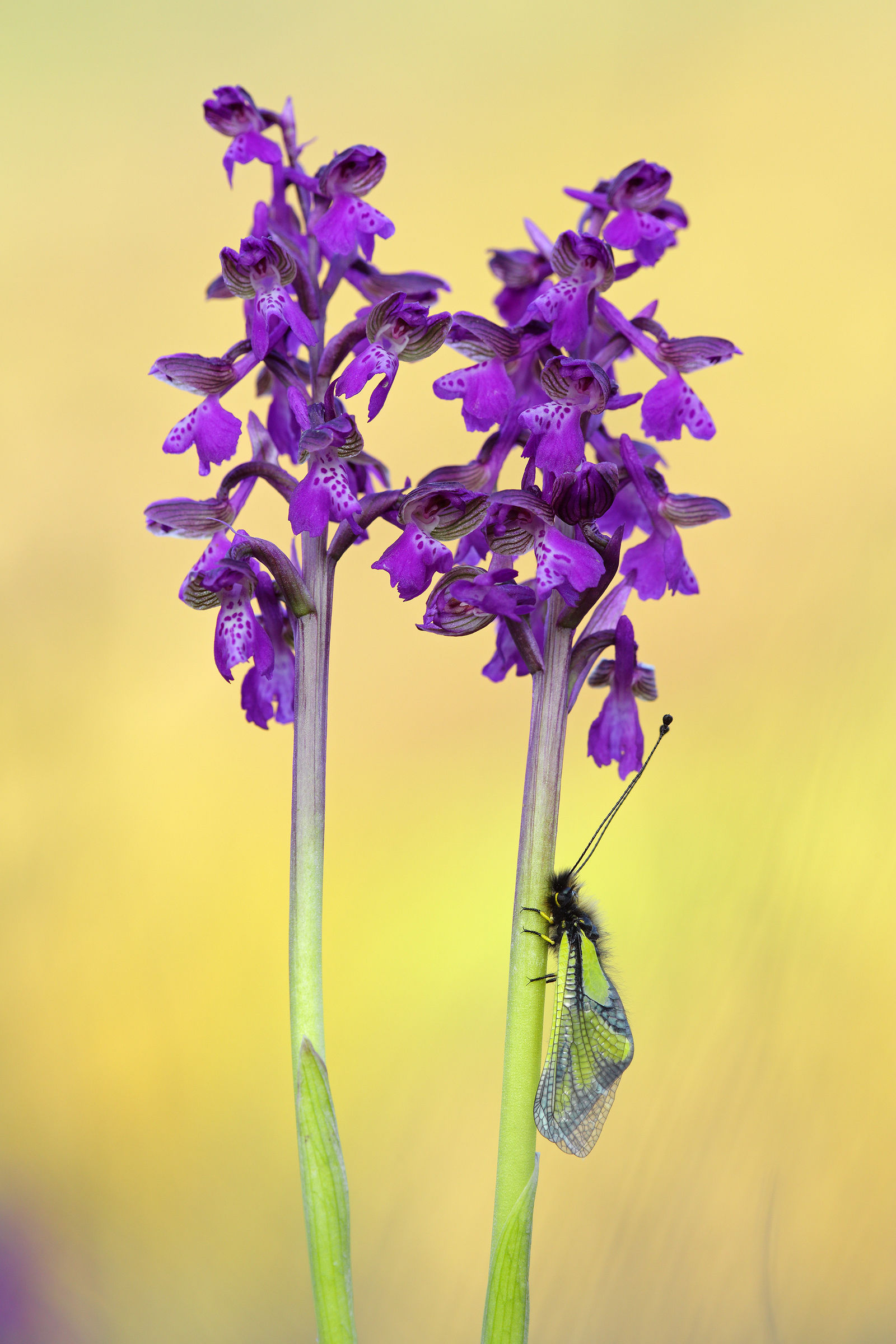 Libelloides coccajus on Anacamptis morio