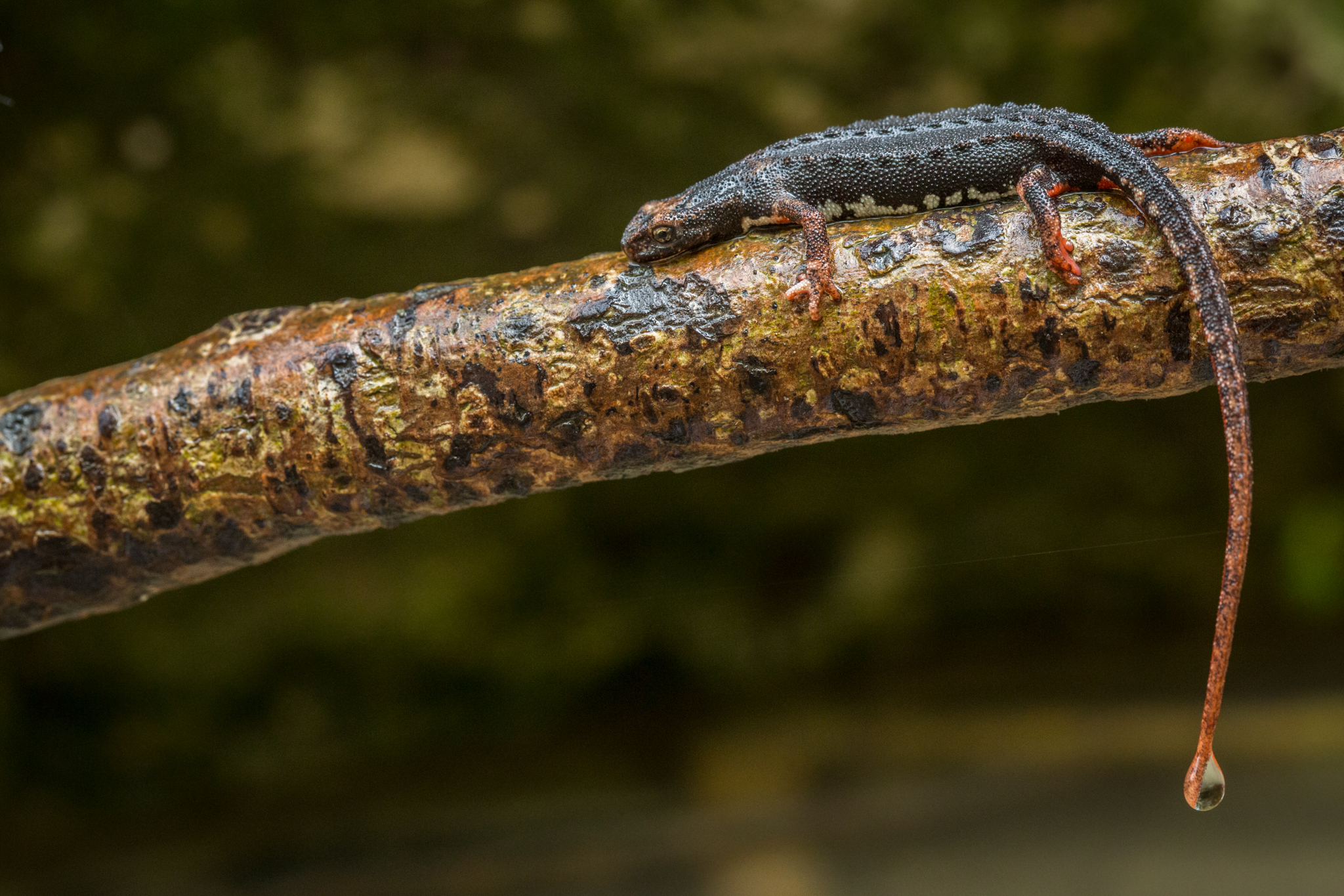 Spectacled salamander