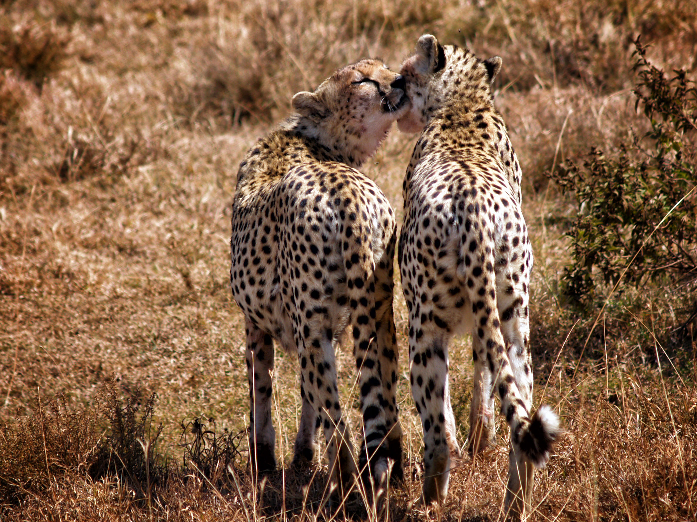 Nakupenda (I love you) ... Tanzania