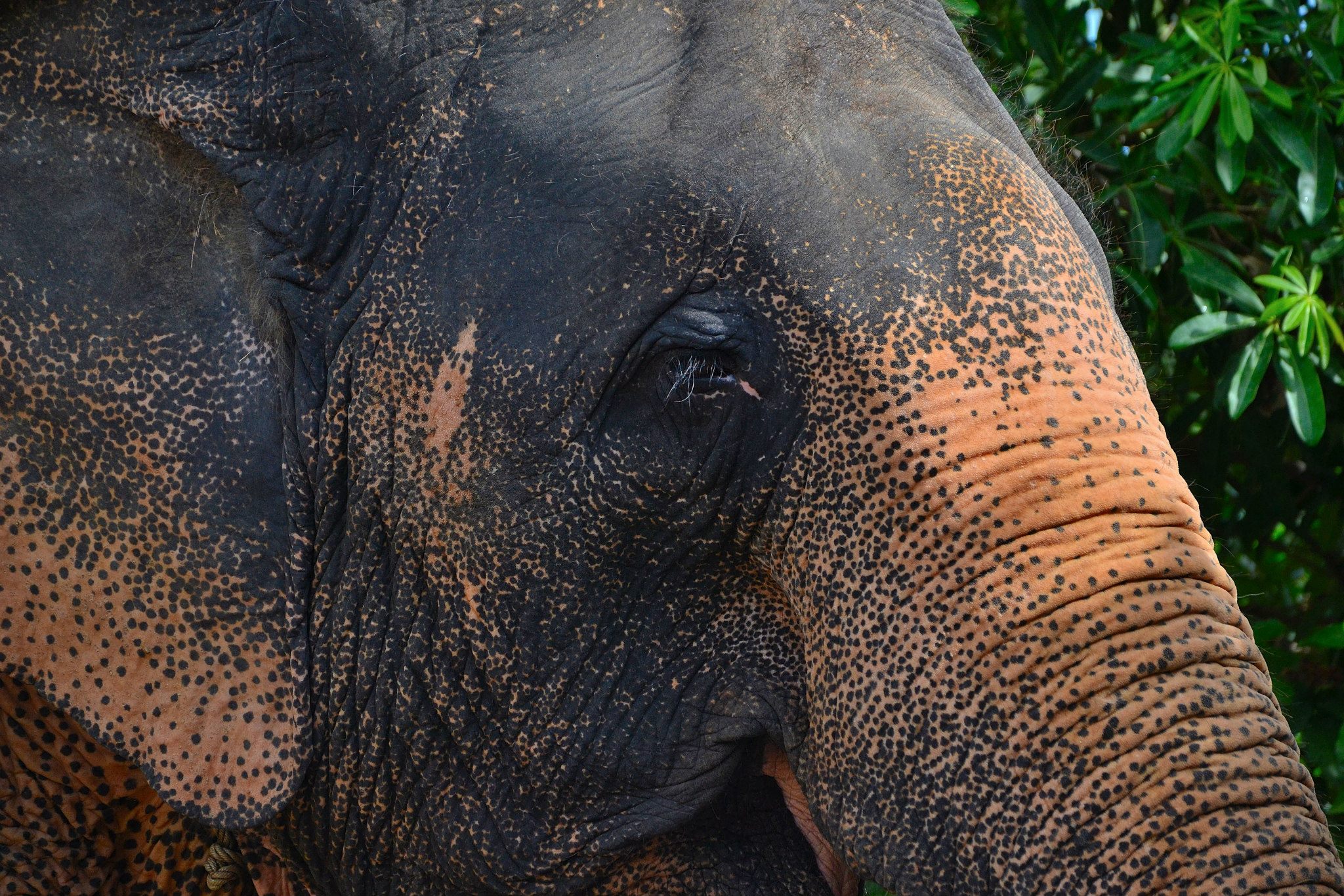 Wrinkled elephant @ Koh Samui