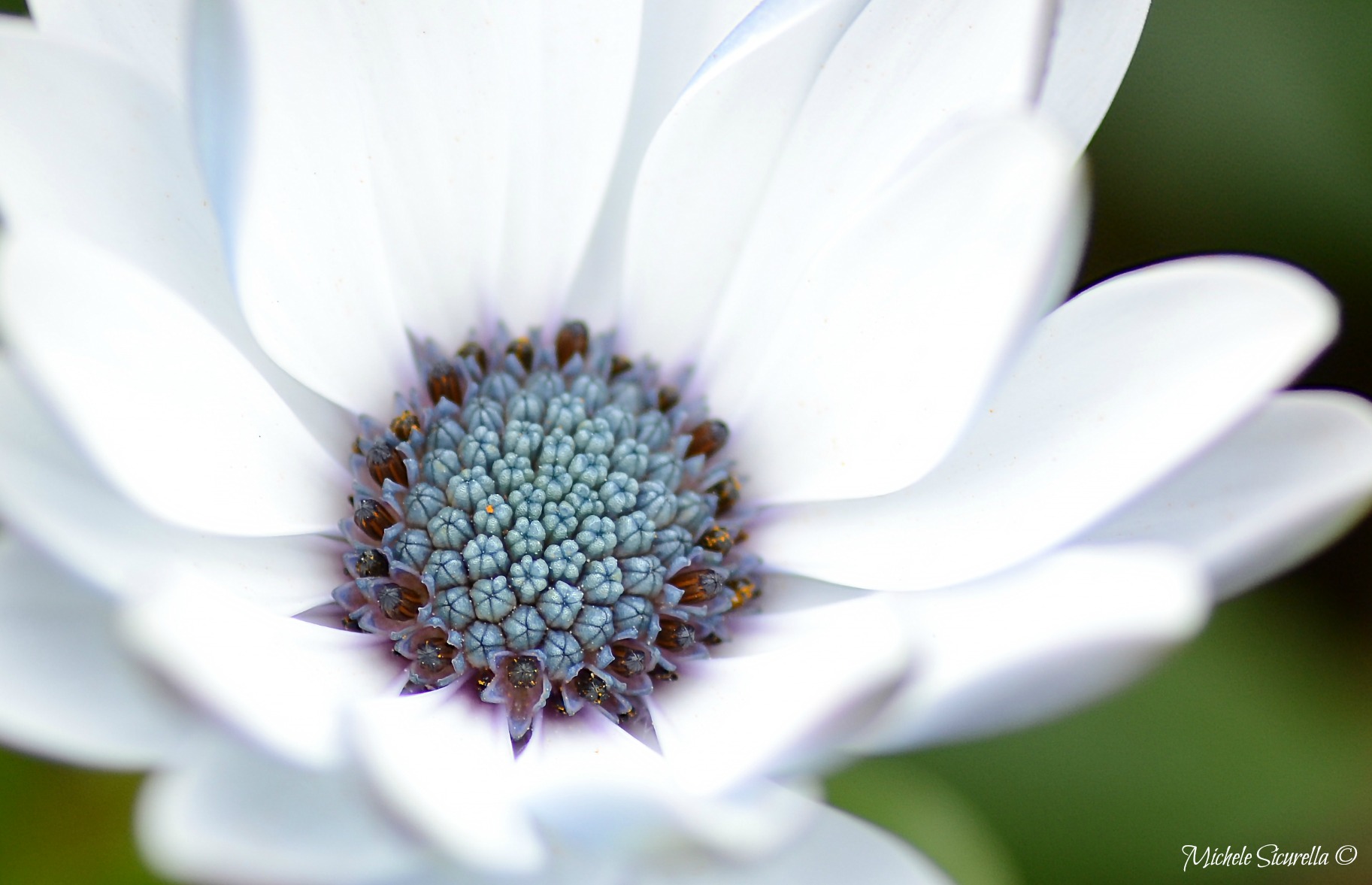 Fiore Bianco e verde acqua