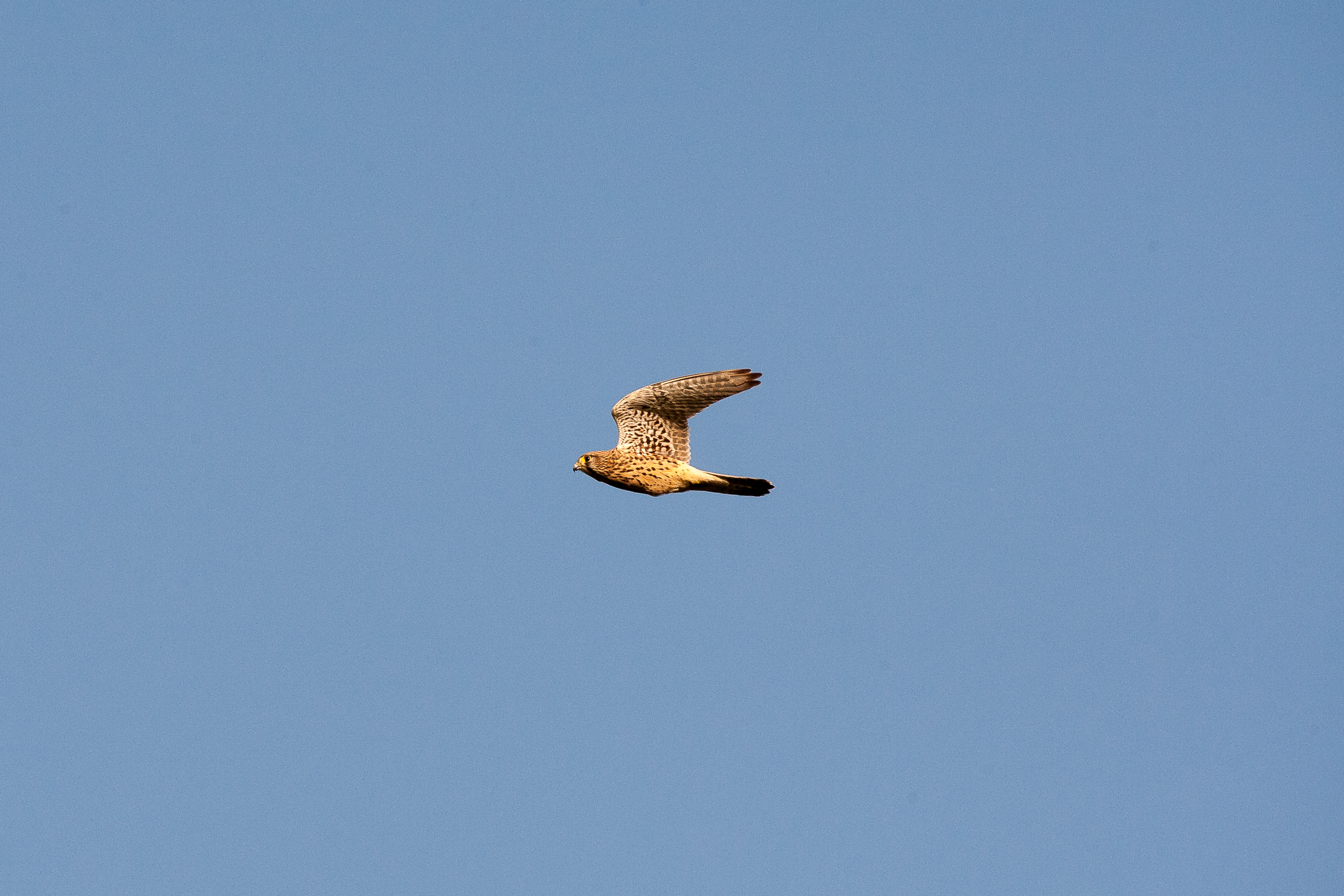 Kestrel
