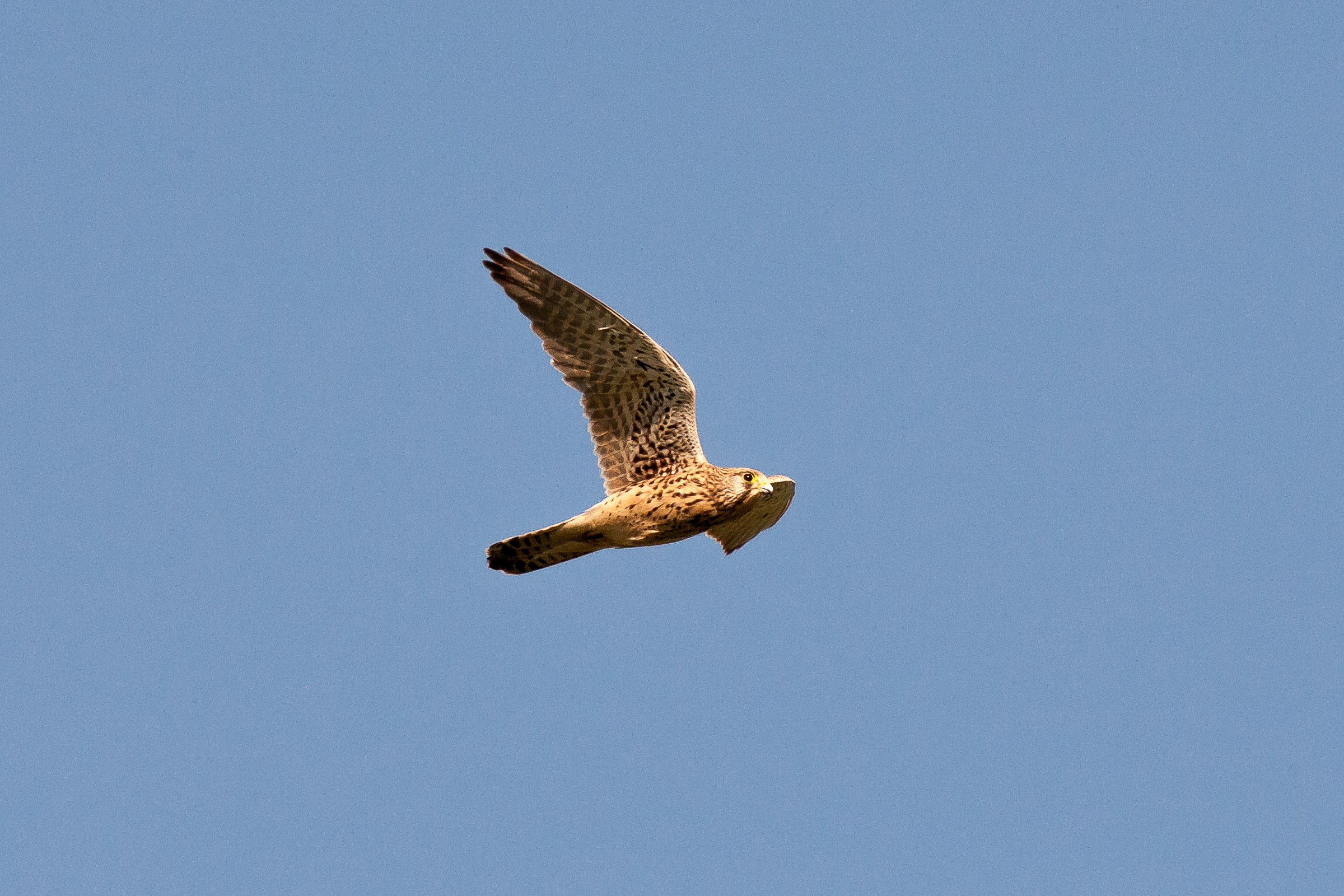 Kestrel