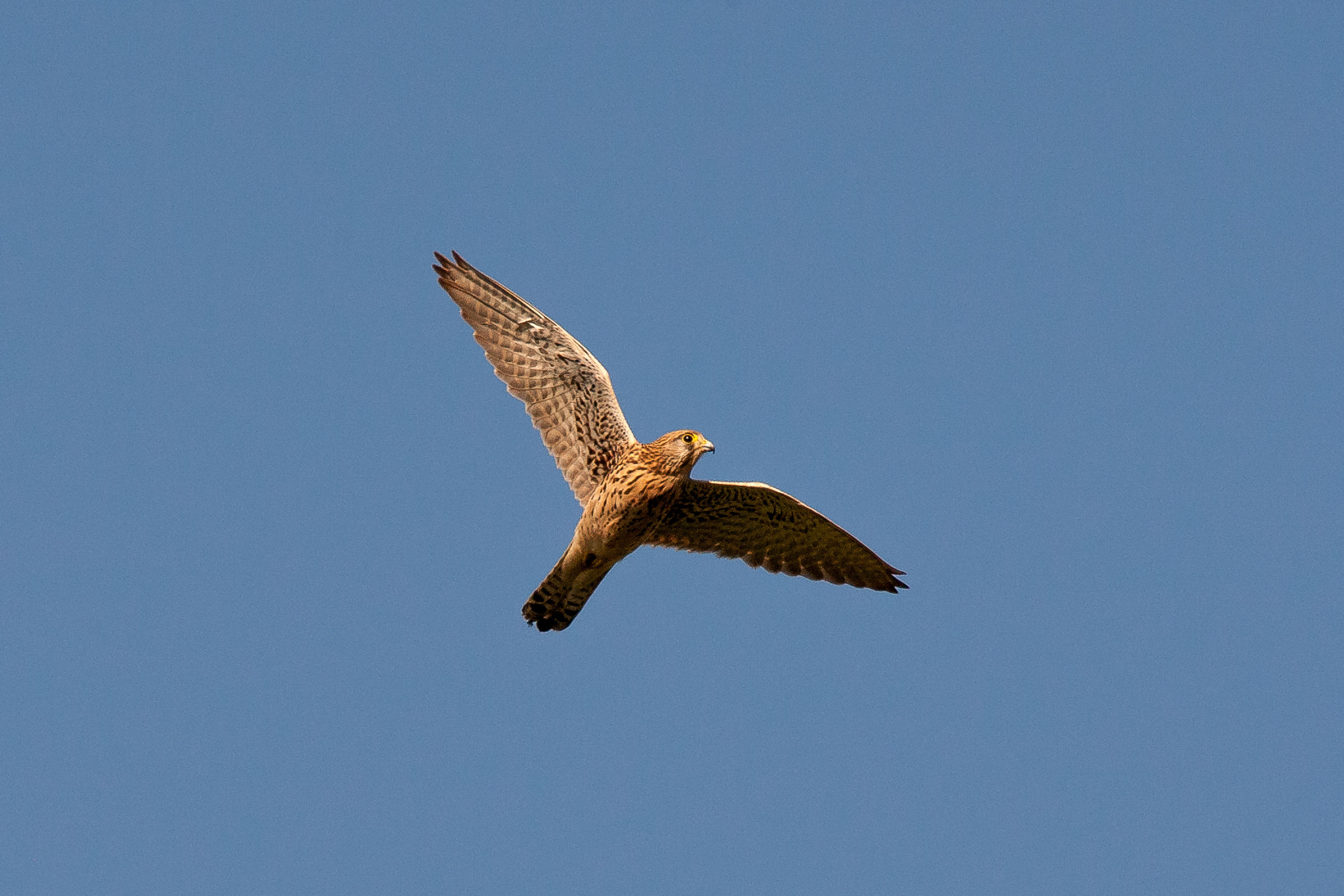 Kestrel