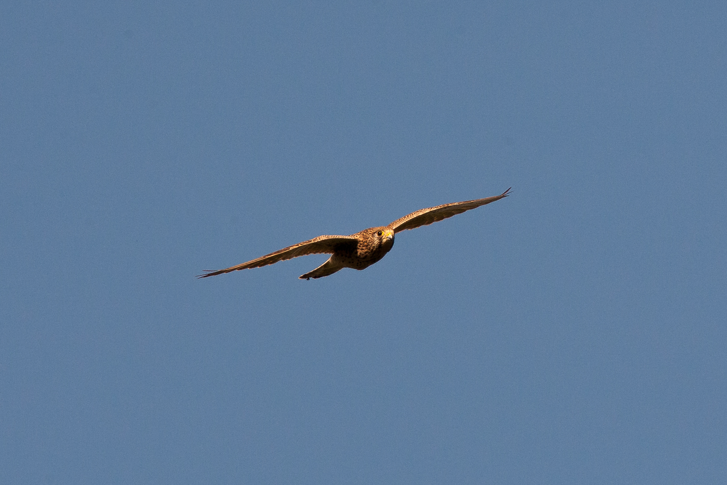 Kestrel