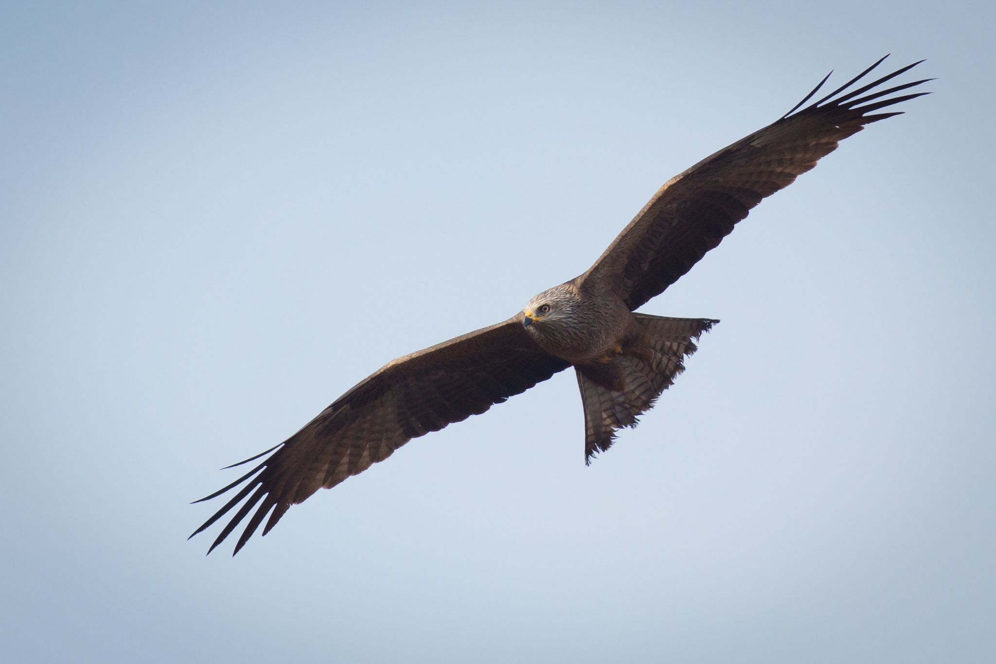 Black Kite