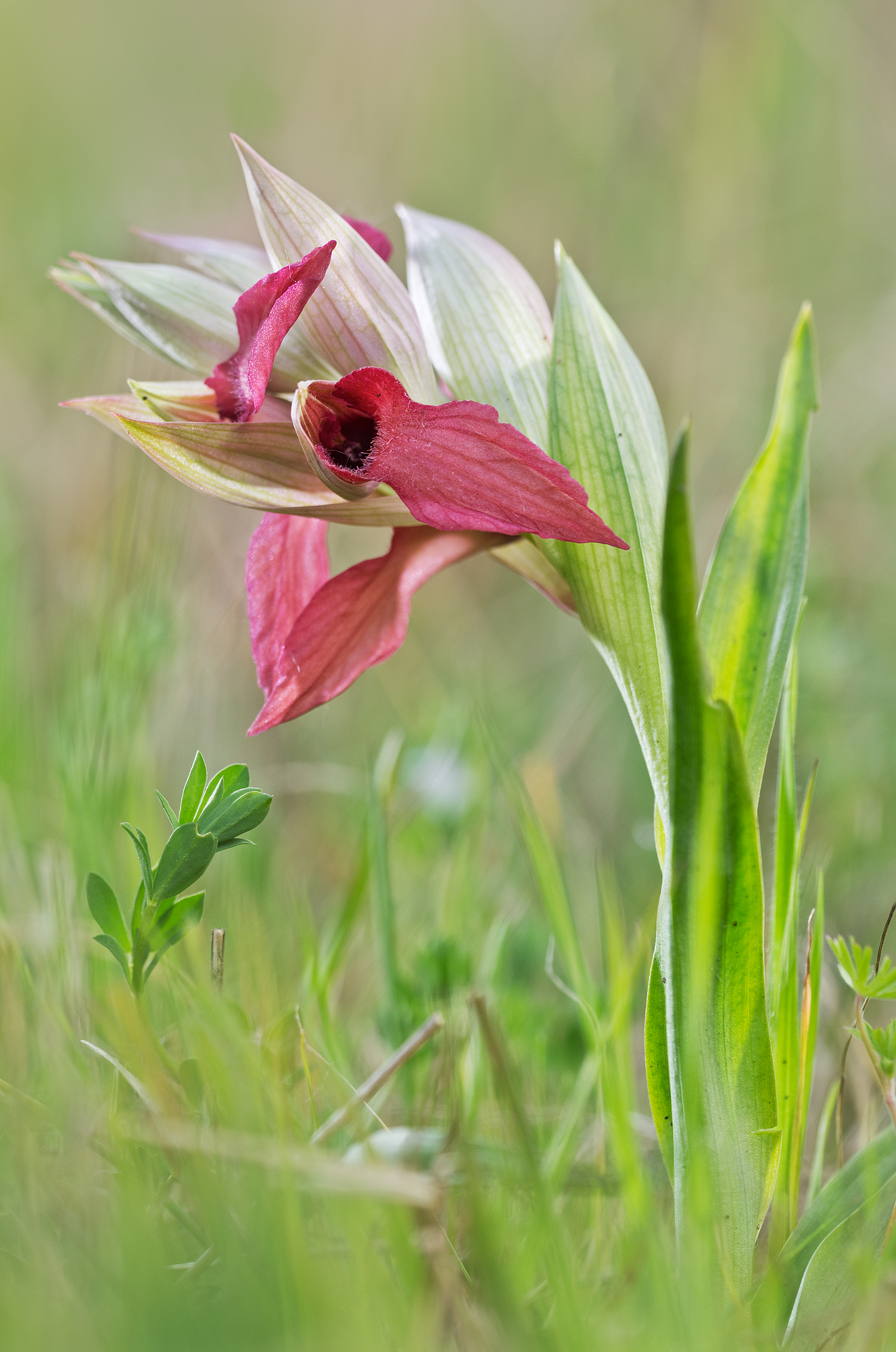 Serapias neglecta De Not., 1848 - Orchidacee