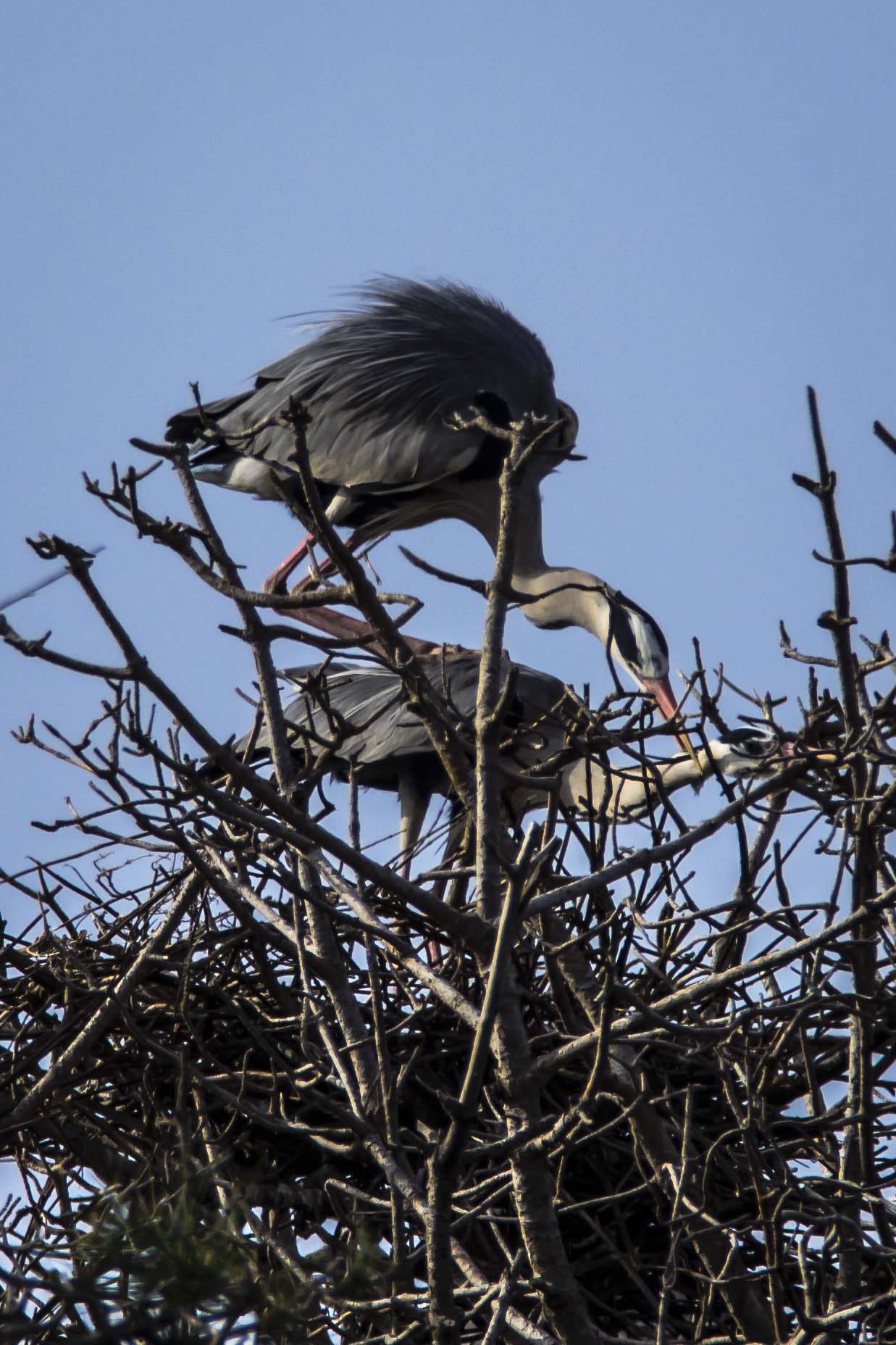L 'Alcova del Cenerino