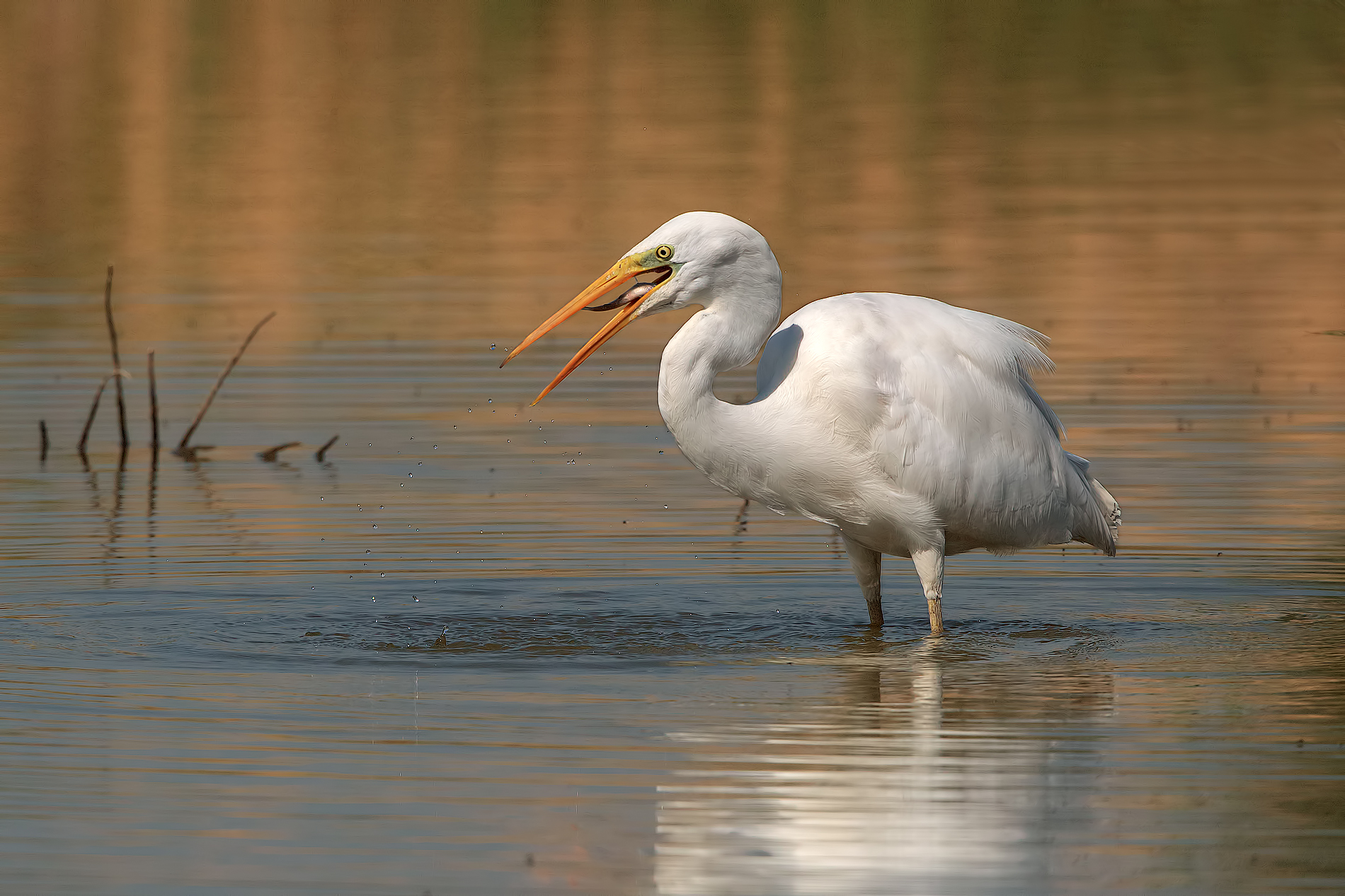 Airone Bianco Maggiore
