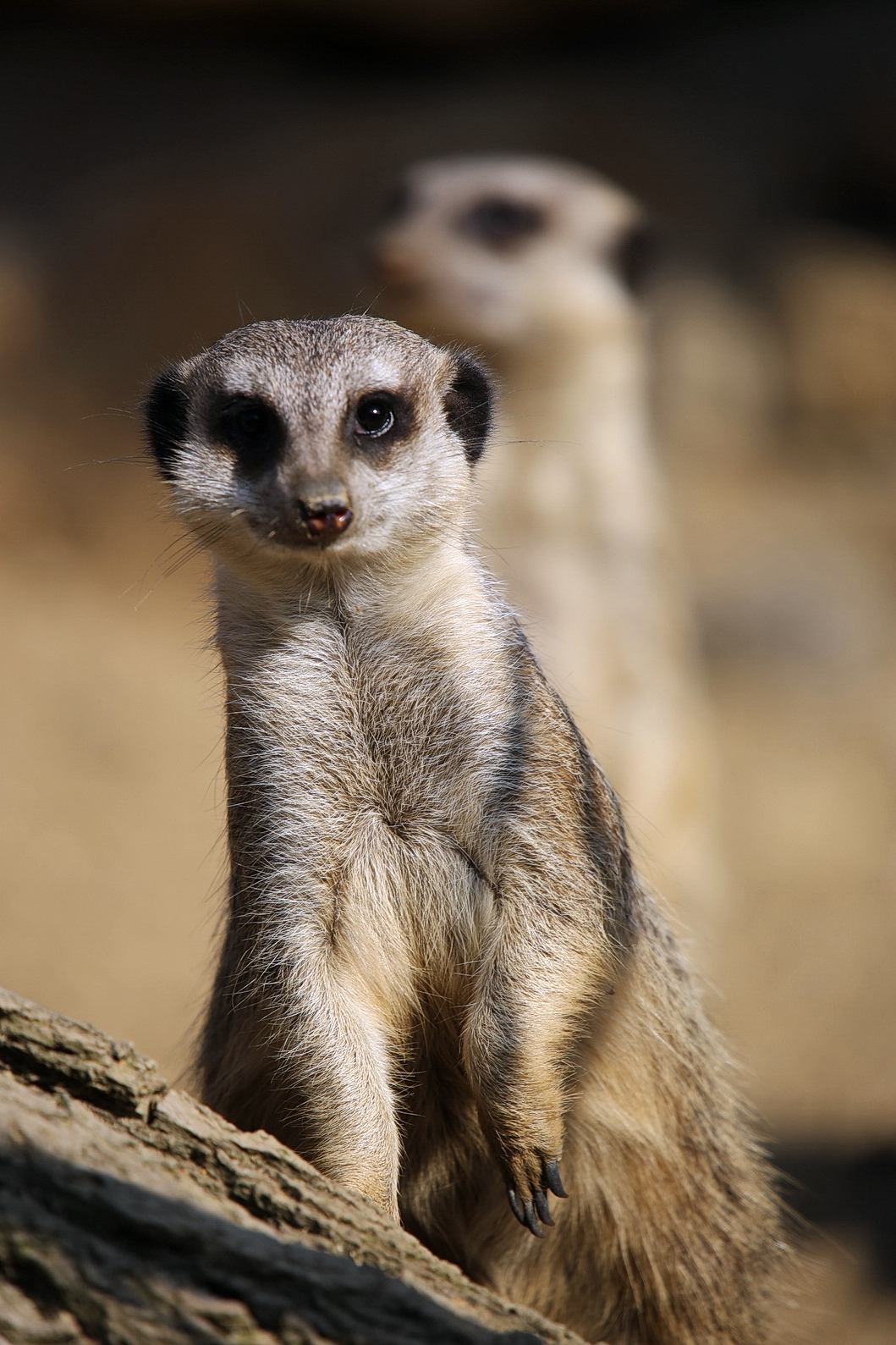 suricate