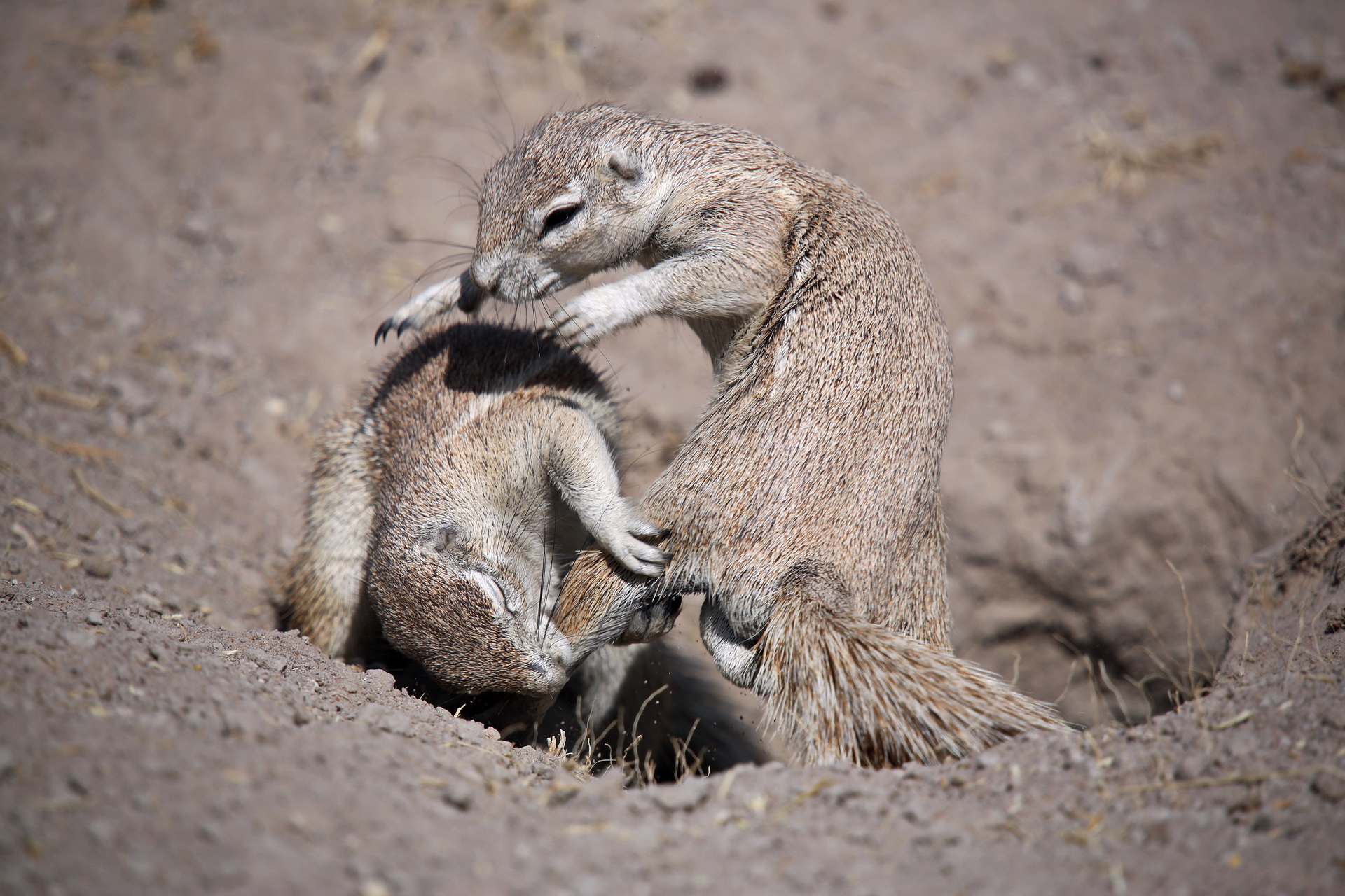 biting gophers