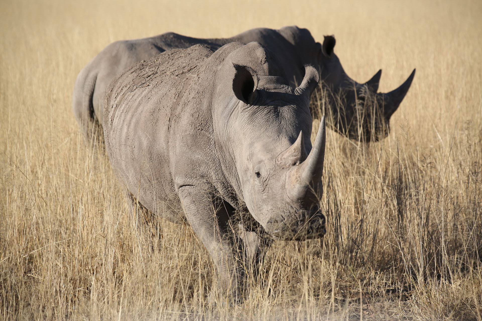 white rhinos