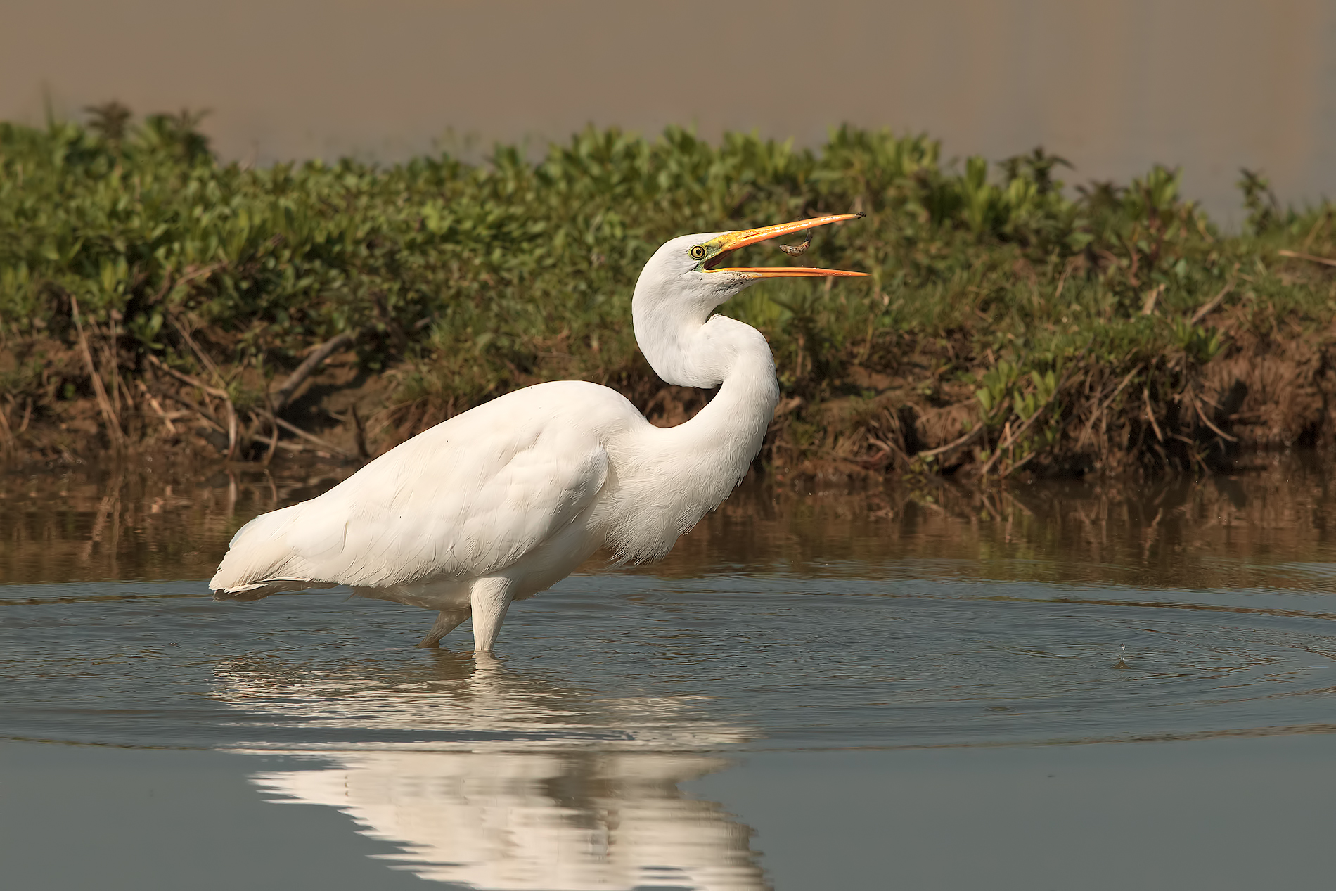 Airone Bianco Maggiore