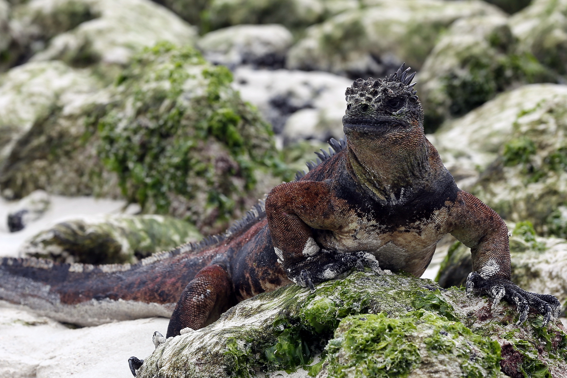 iguana marine