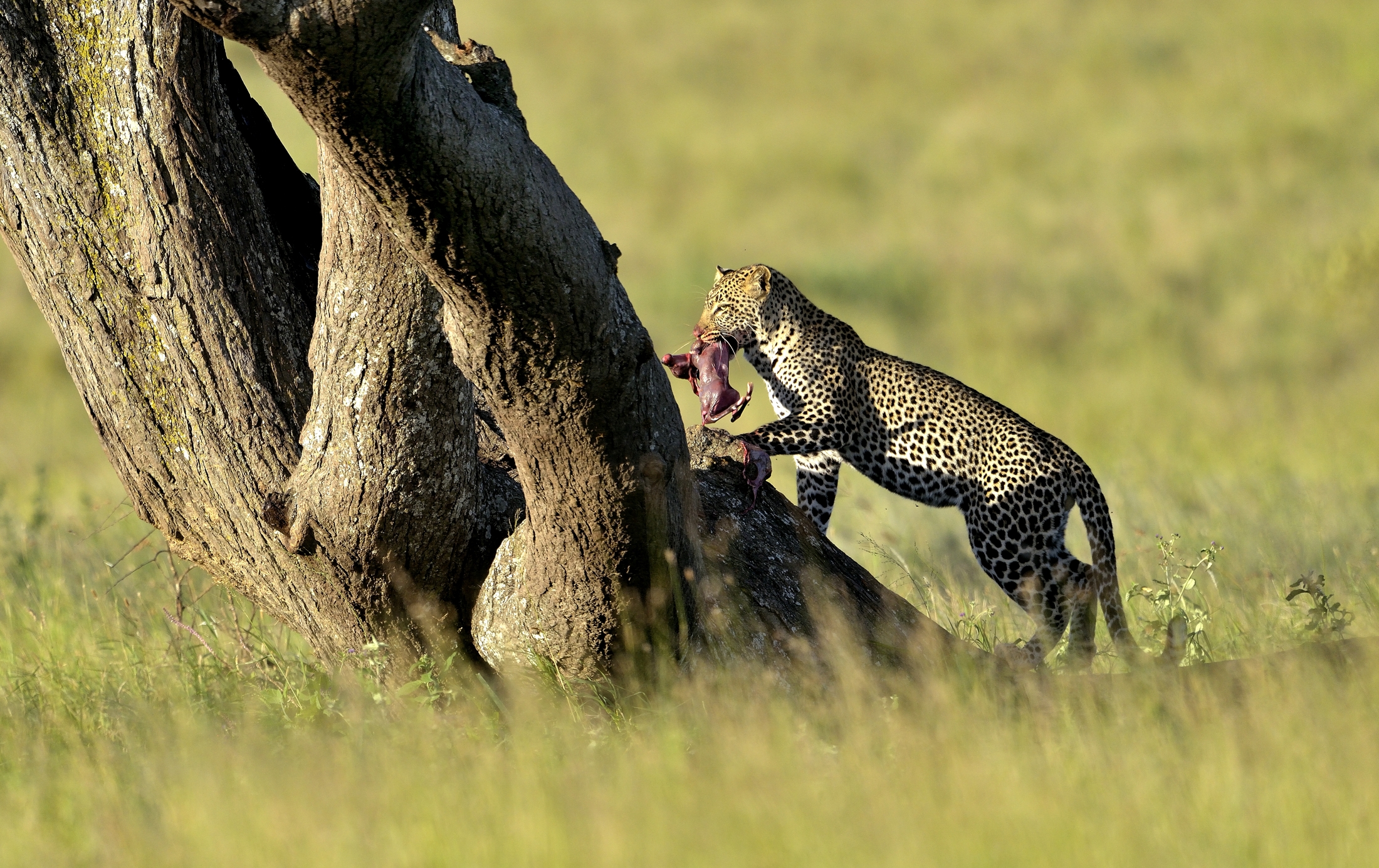 Serengeti - leopardo con feto
