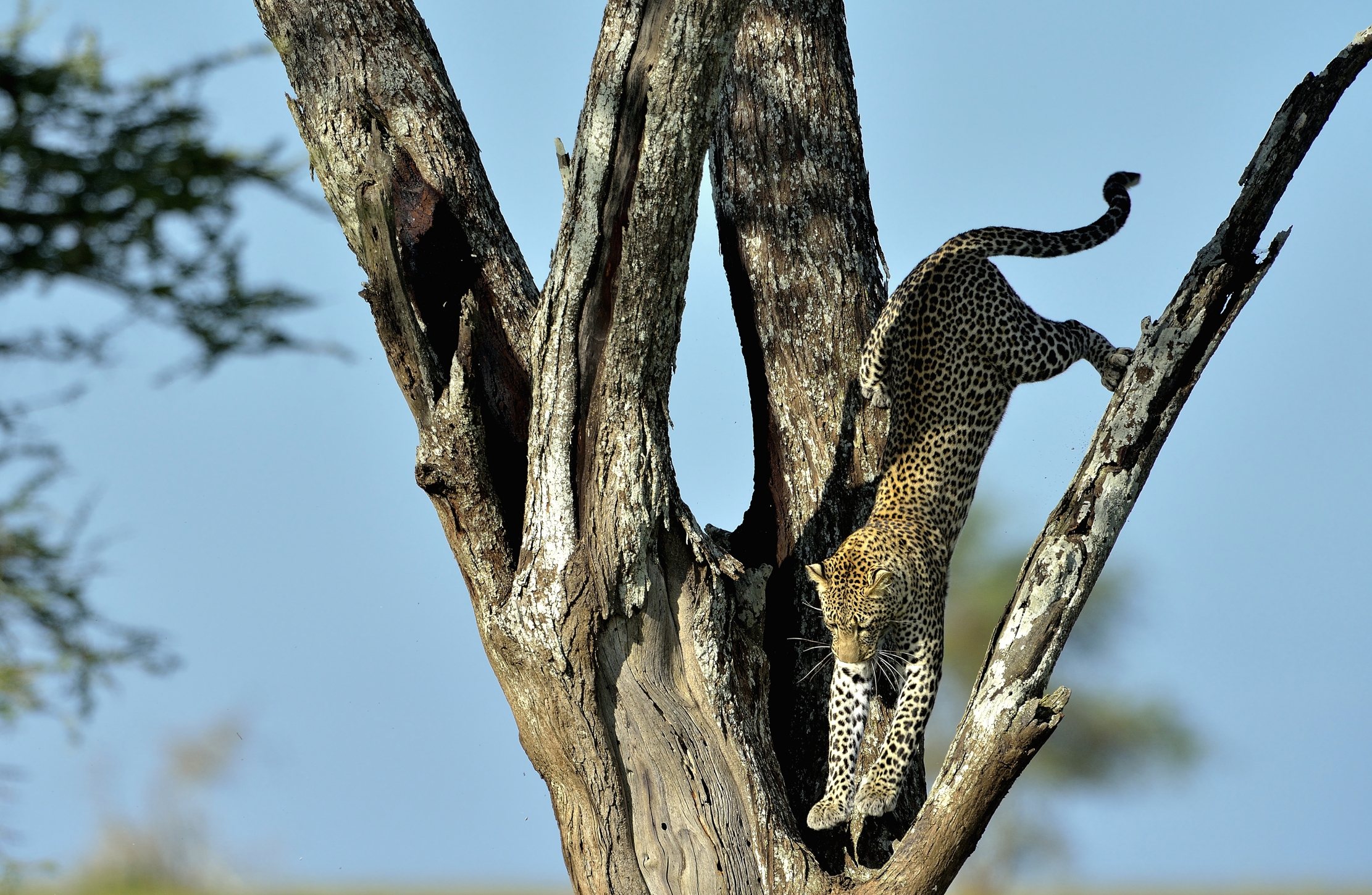 Serengeti - leopardo