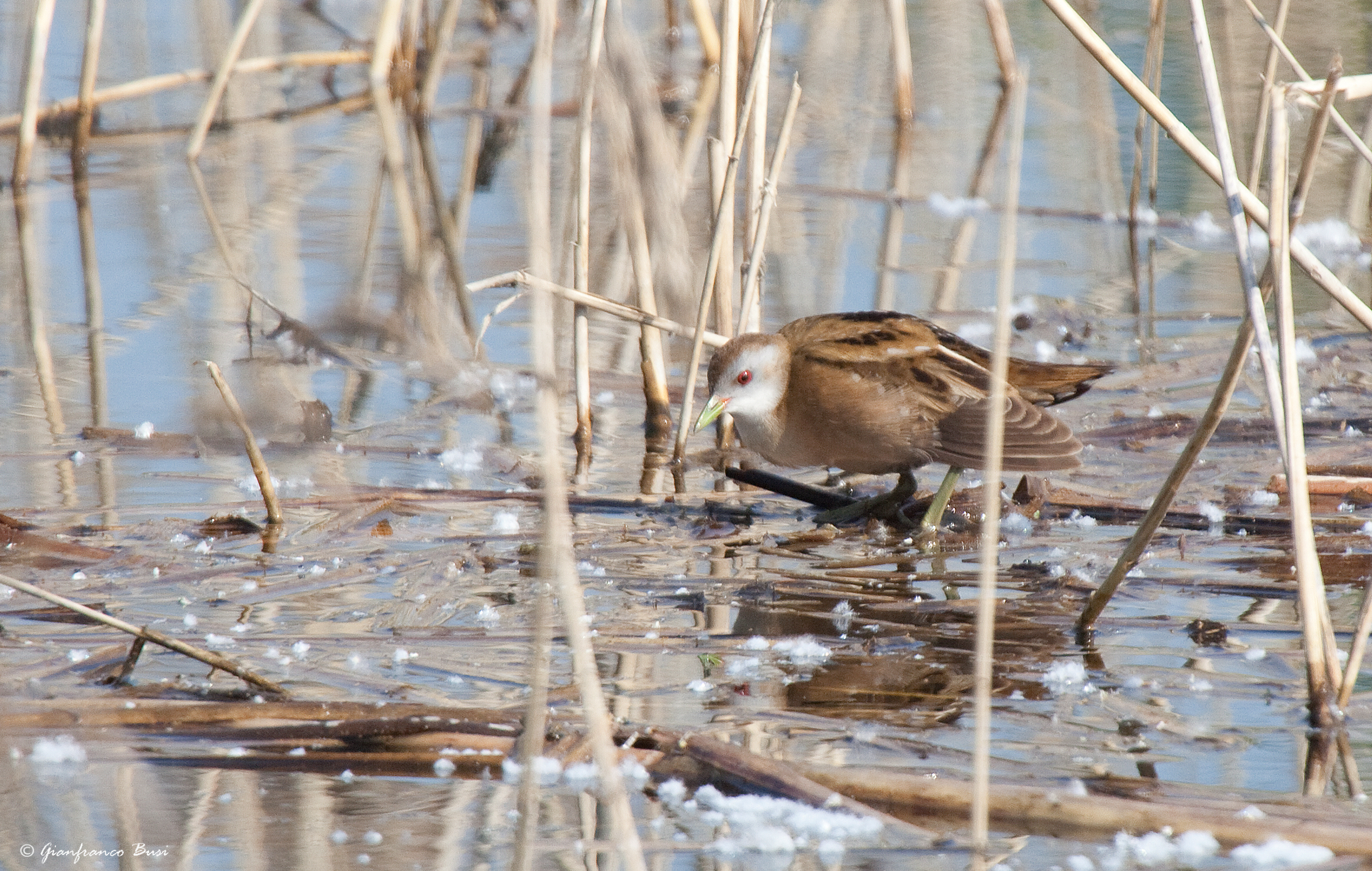 schiribilla - porzana parva