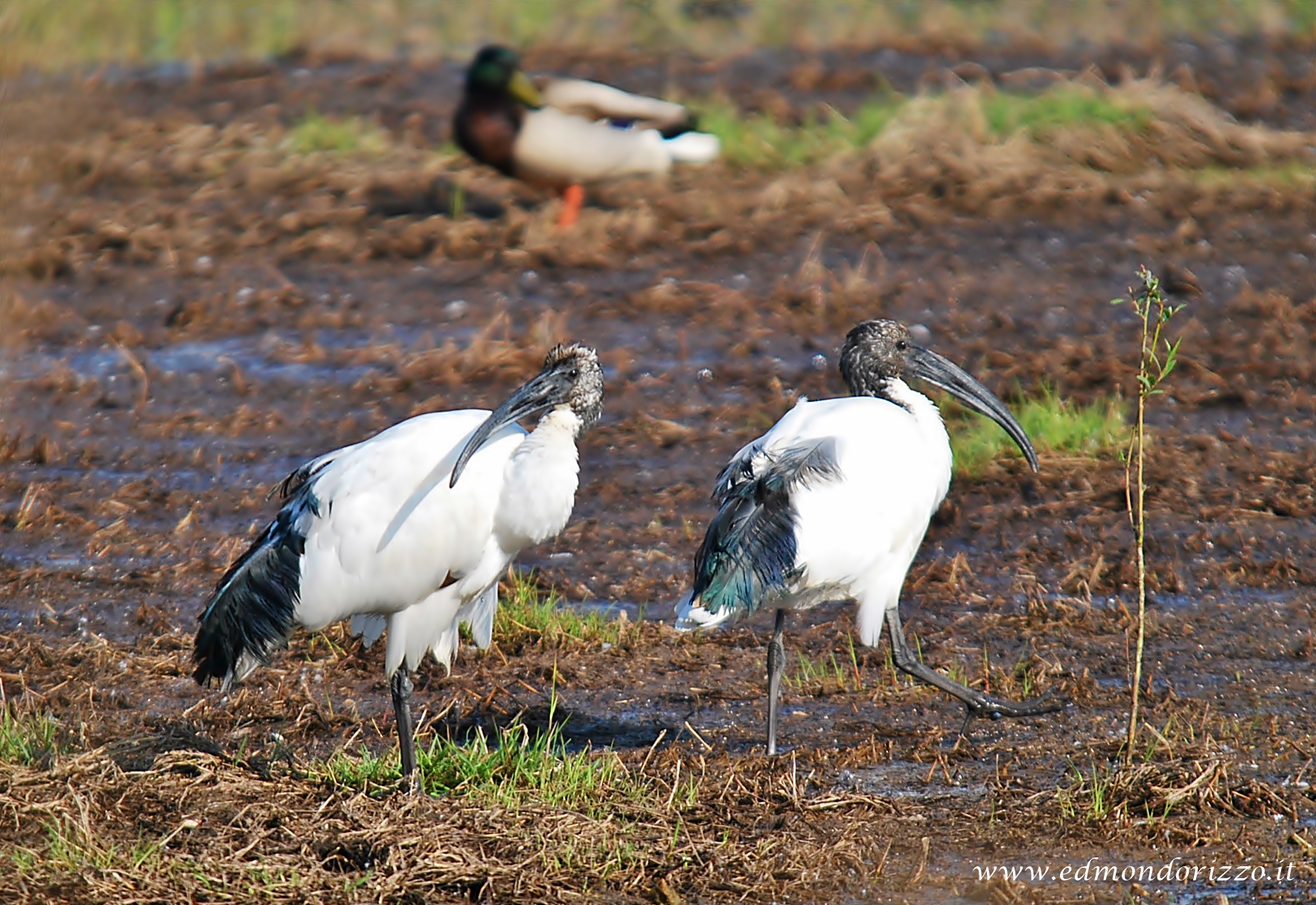 Sacred Ibis - Threskiornis aethiopicus