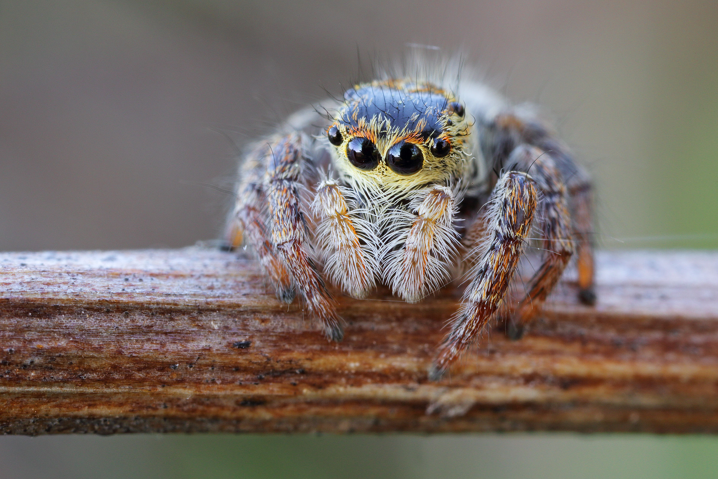 Salticidae