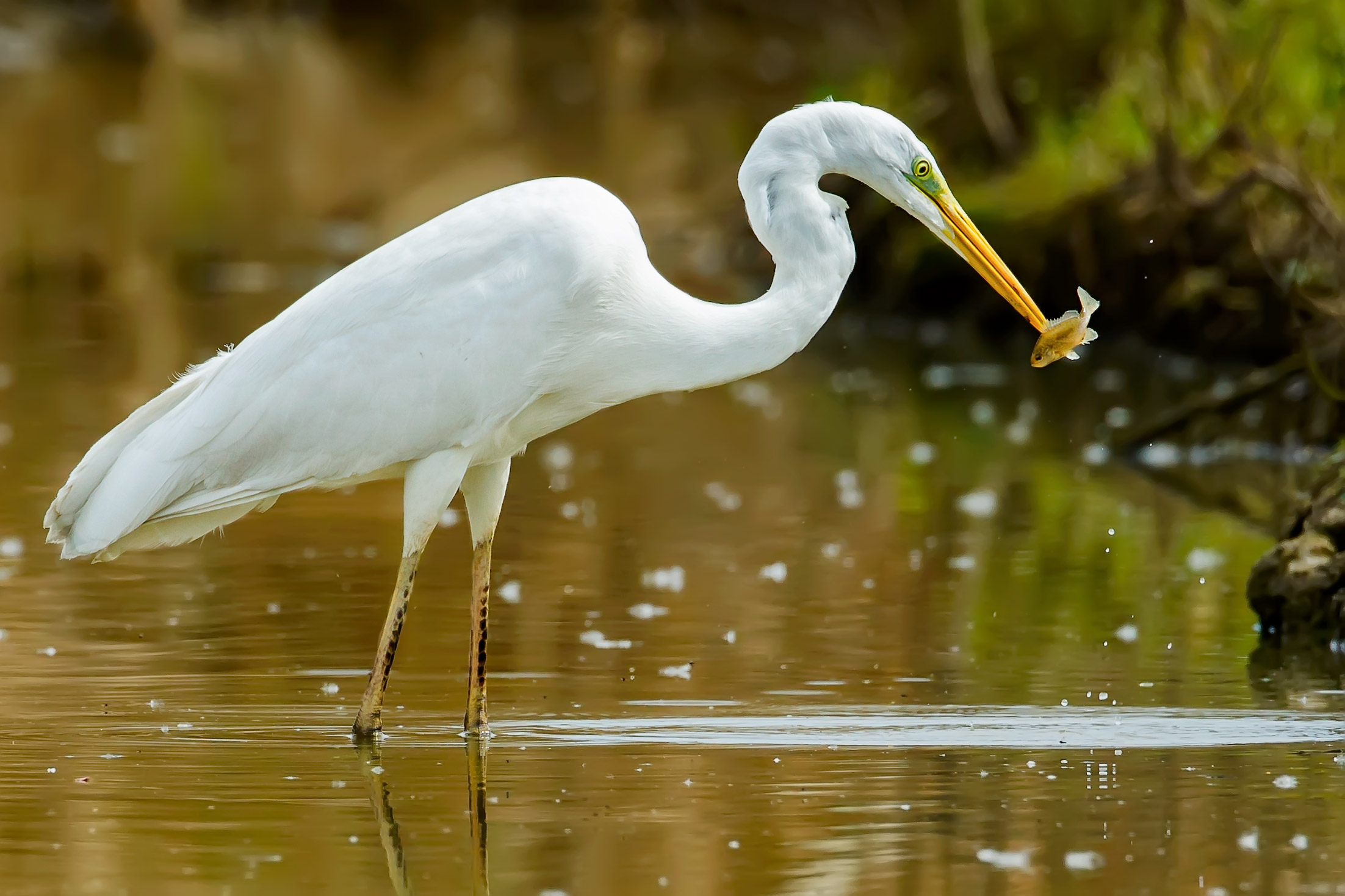 Ho preso un pesciolino