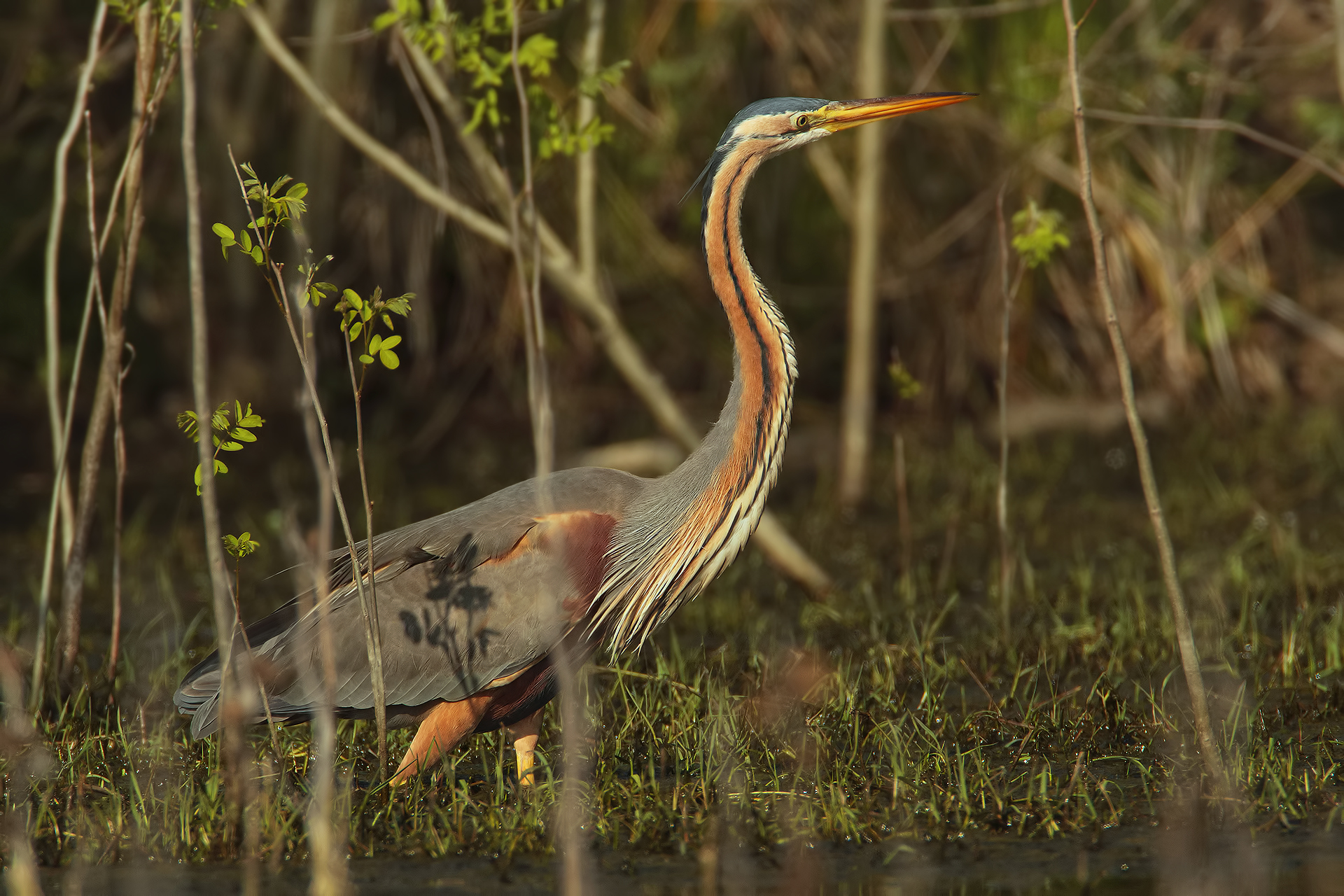 Sono Arrivati.... (Ardea purpurea)