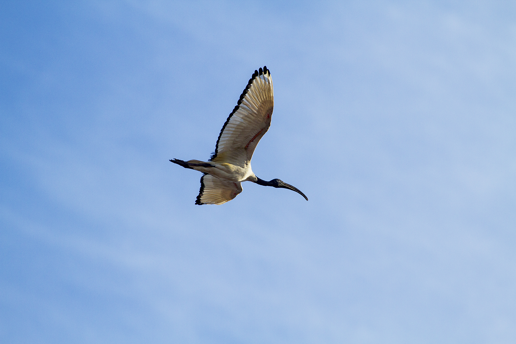 sacred ibis south africa