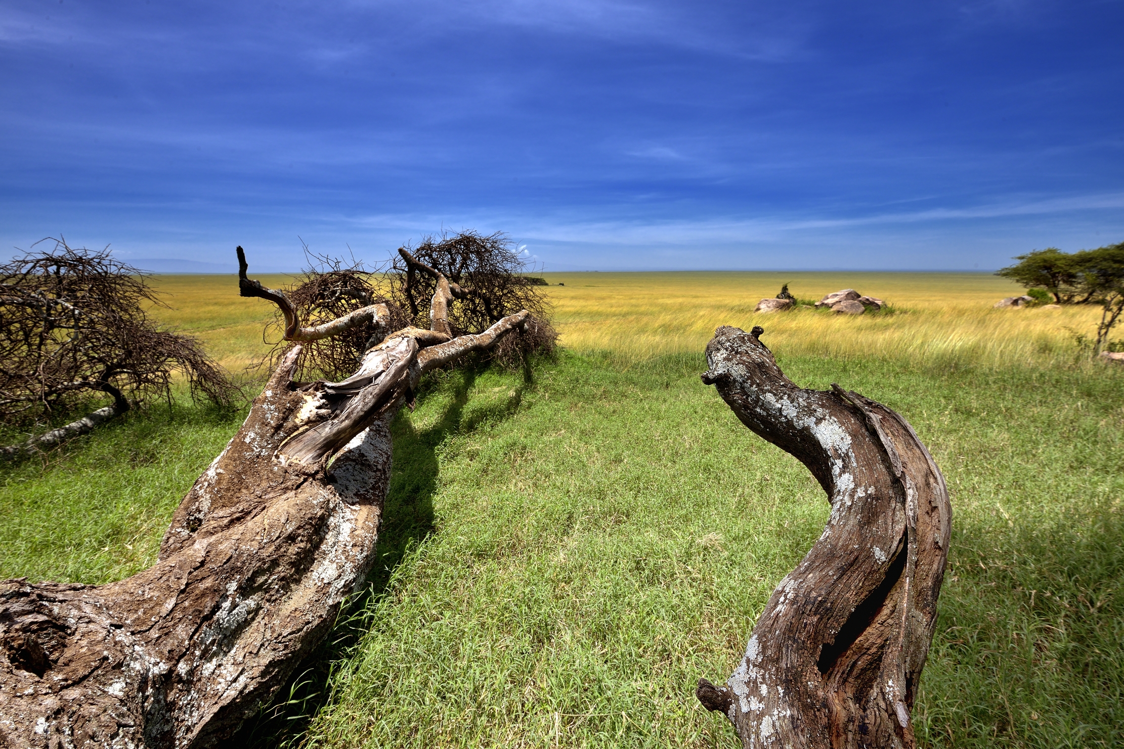 Serengeti - Paesaggio