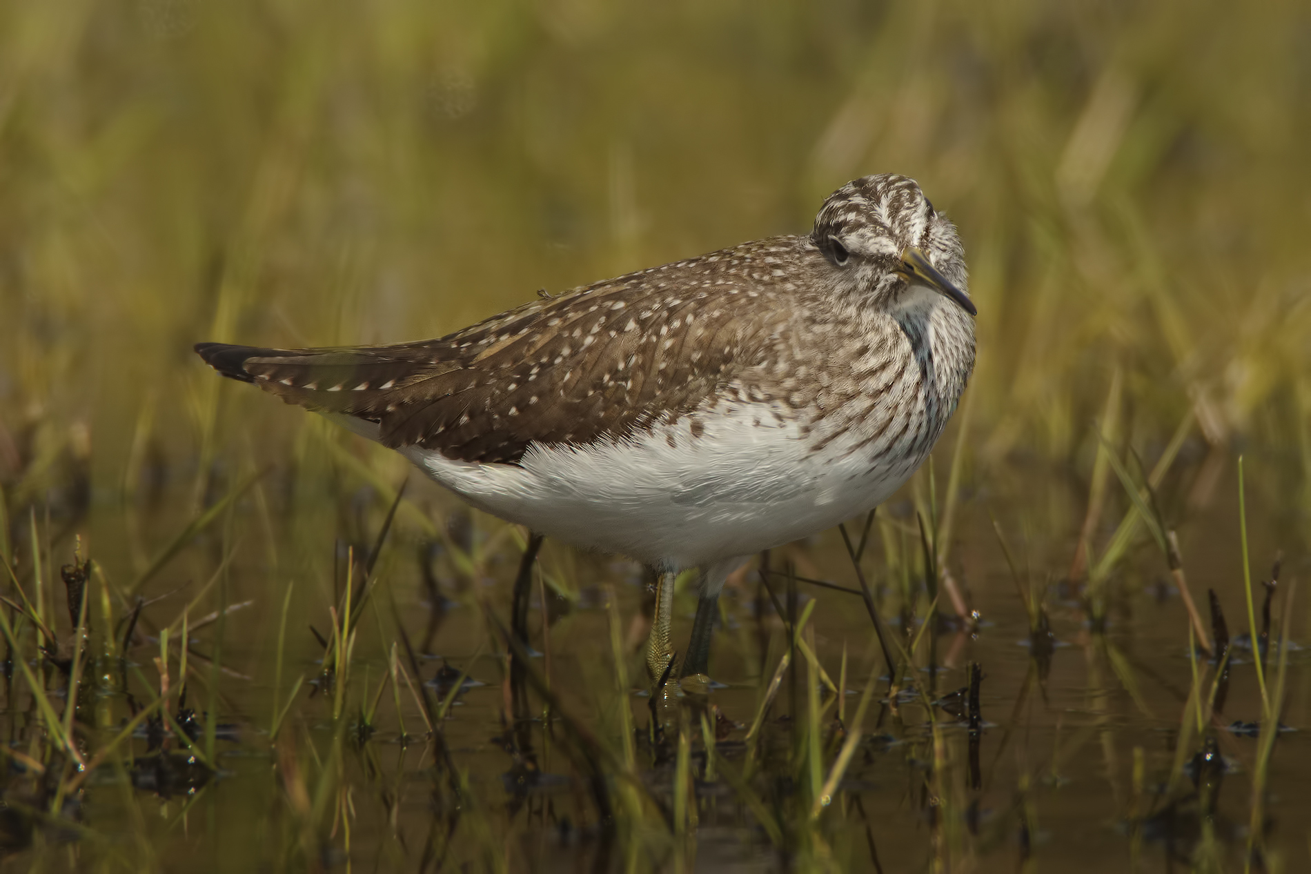 Sguardo languido.... (Piro piro Culbianco)