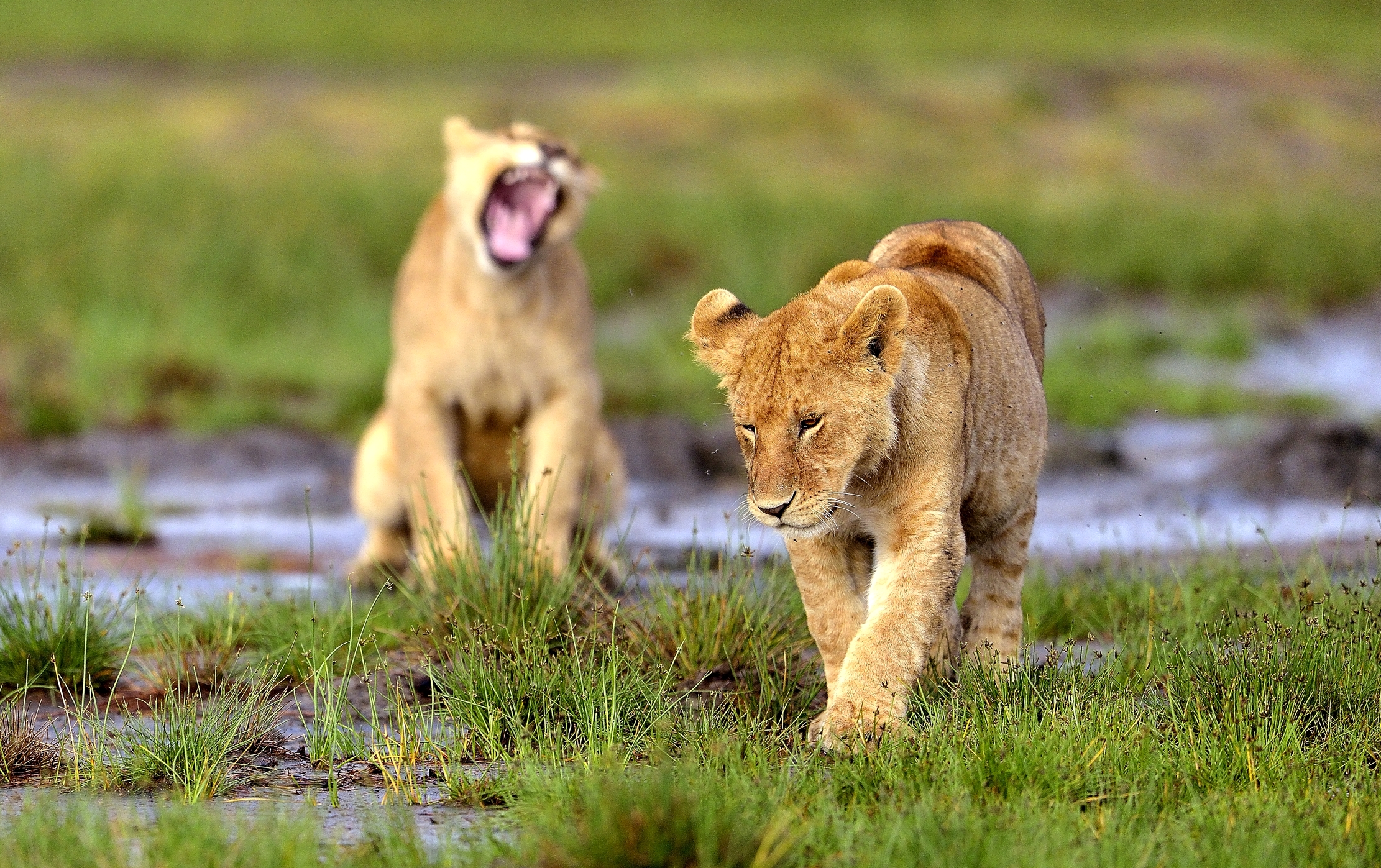 Ngorongoro Coservation Area - leoncini