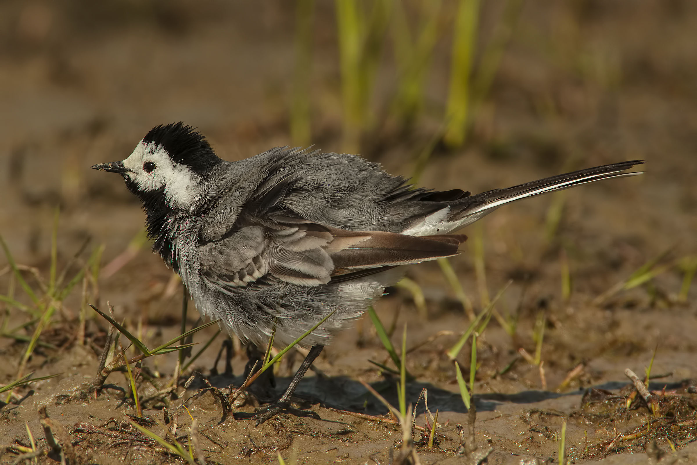 Ballerina arrufata..