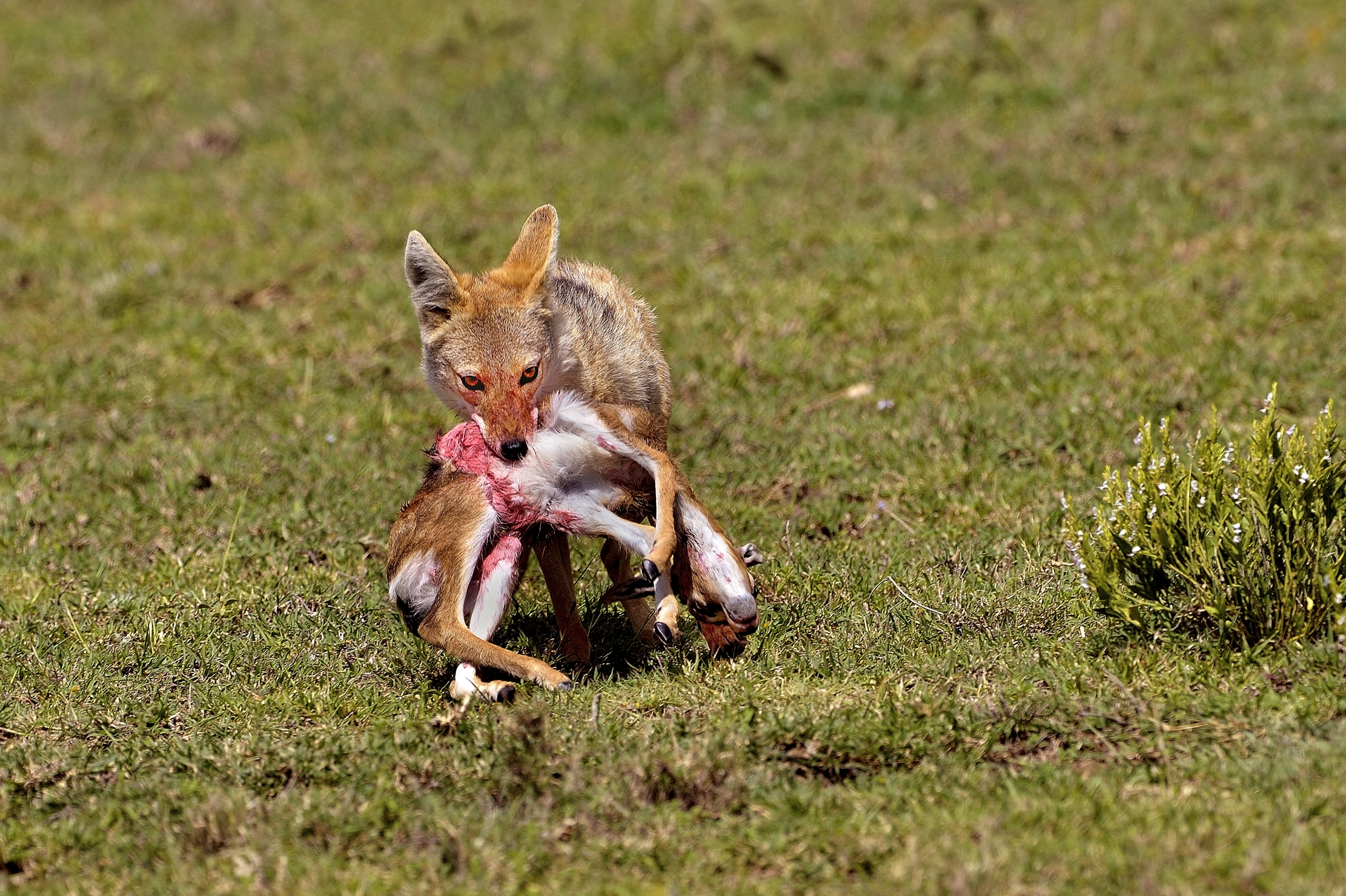 Serengeti - Sciacallo dorato con preda
